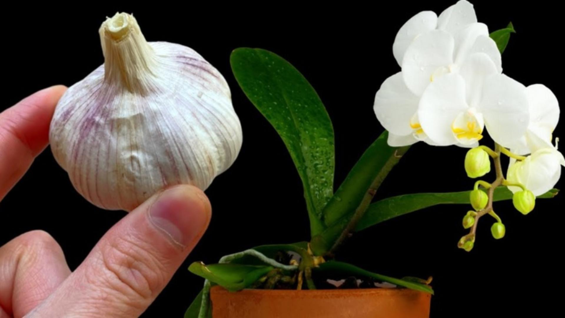 De ce trebuie să pui 3 căței de usturoi în ghiveciul de la orhidee