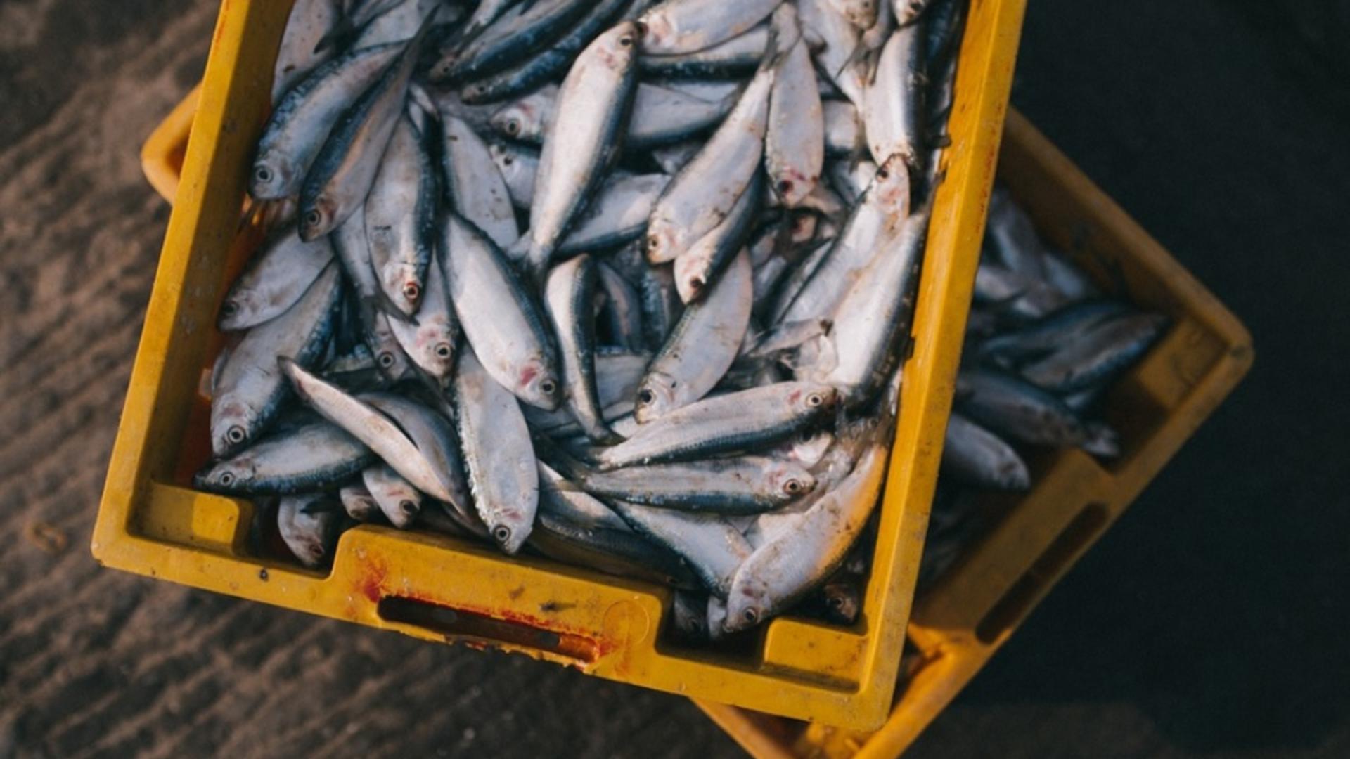 Controale fulger în hala din Piața Obor. Peste 250 de kg de pește au fost confiscate