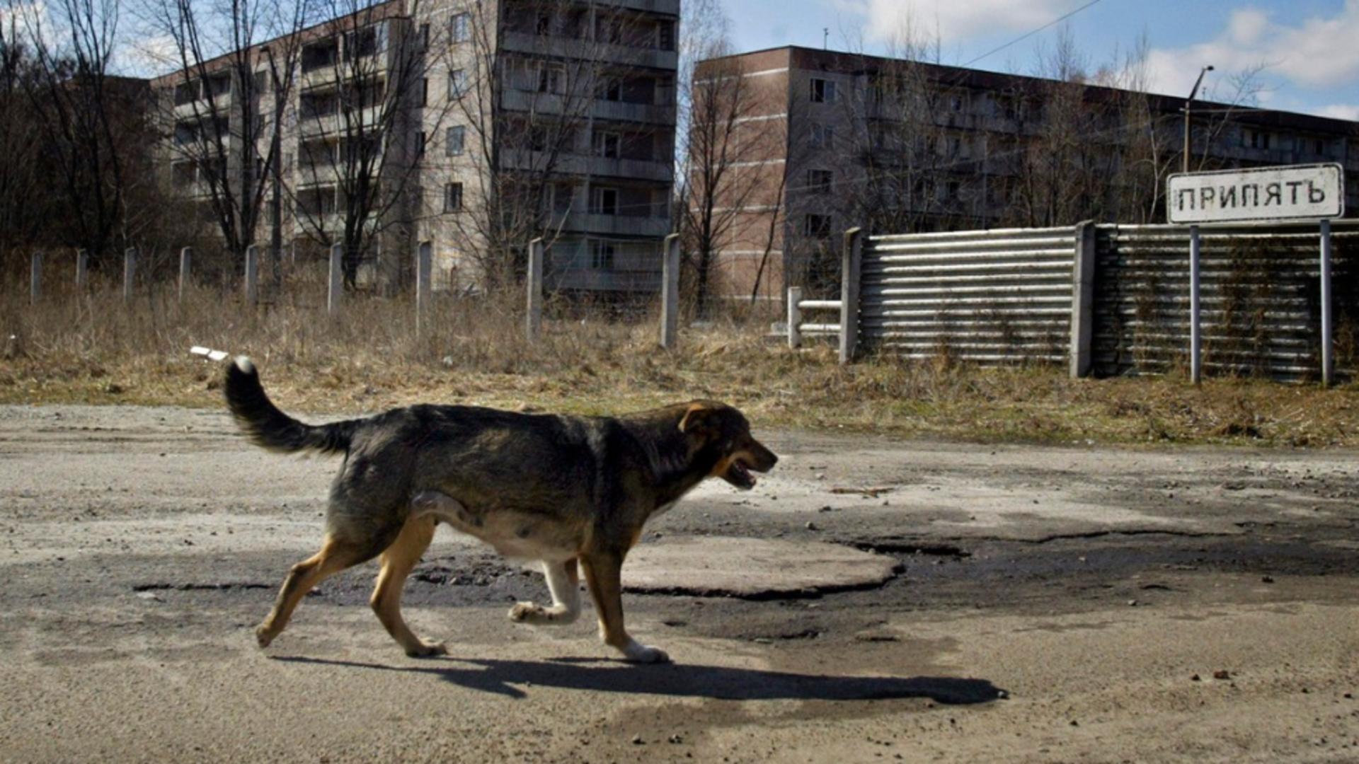 Câinii care trăiesc în jurul Cernobîlului i-au uimit pe cercetărori. Foto: Profimedia