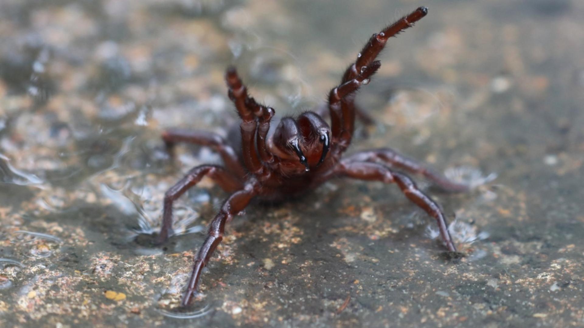 Păianjen australian (Profimedia)