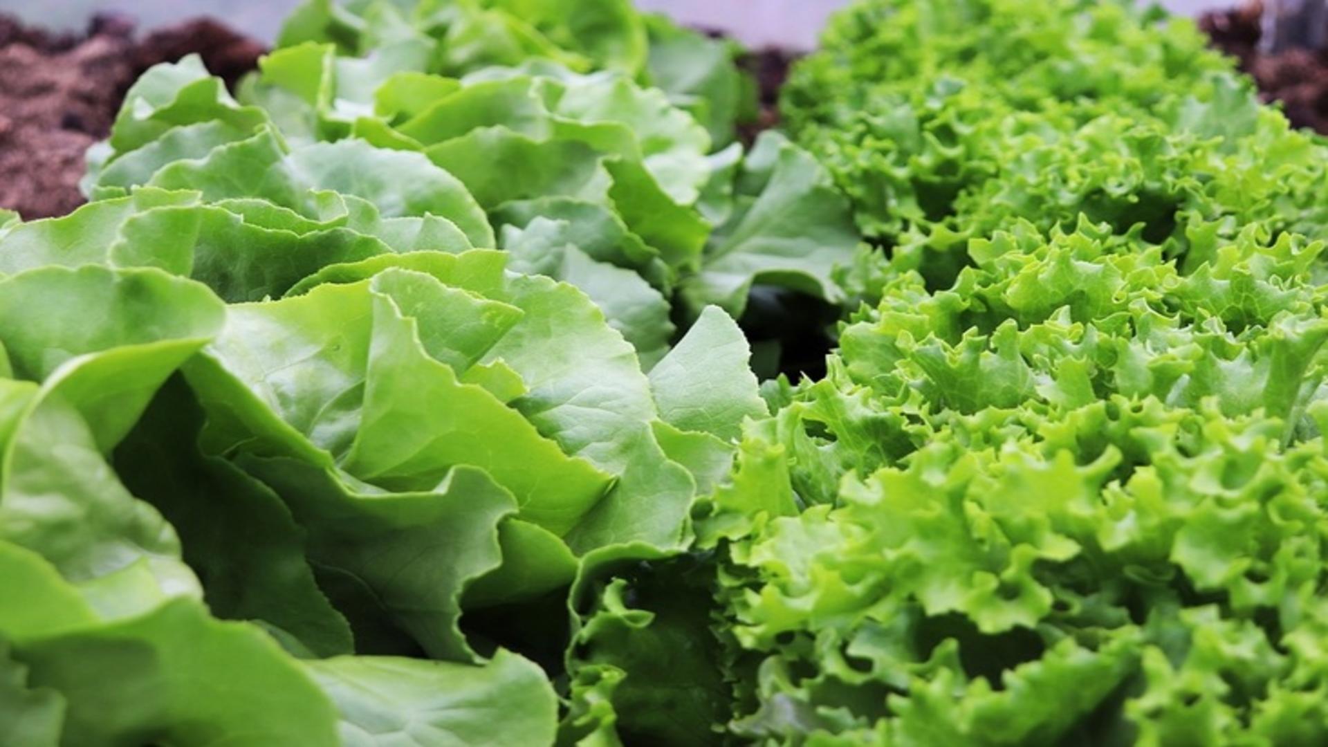Salata verde, OTRAVĂ pentru organism. Când devine toxic cel mai consumat aliment de primăvară