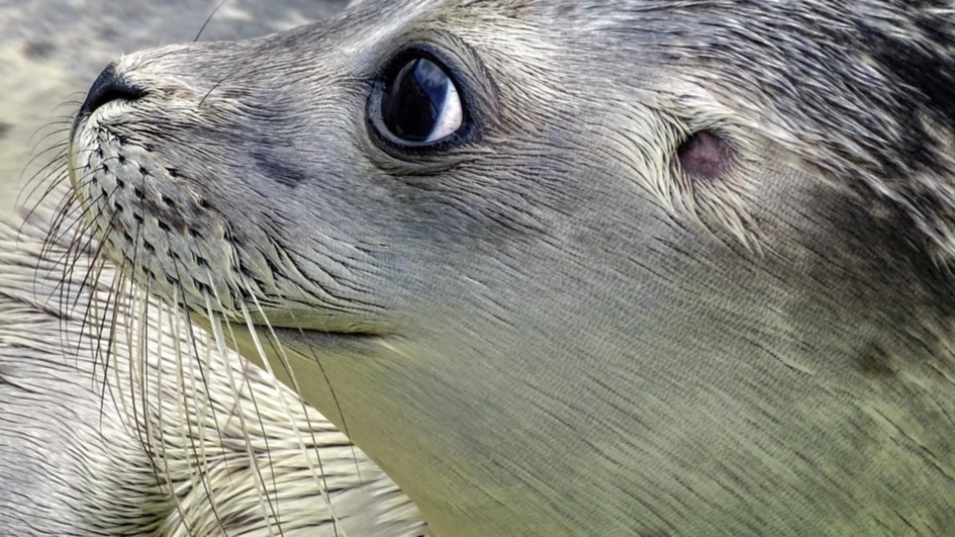 Două foci din Ucraina vor ajunge la Delfinariul din Constanța. Animalele, speriate în urma bombardamentului