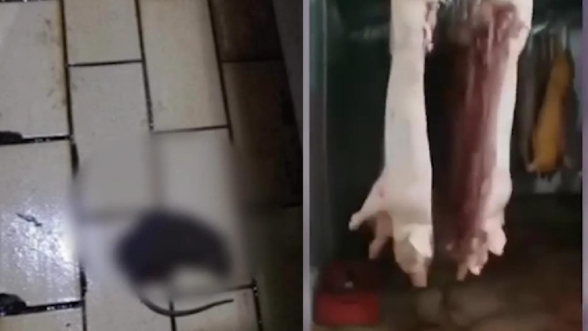 Scandal la un abator din Maramureș: Angajații filmează șobolani lângă carnea procesată, DSVSA nu găsește nimic la control