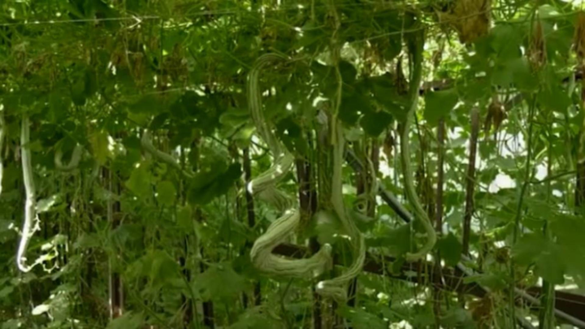 Dovleacul-șarpe, creat de cercetătorii români de la Buzău