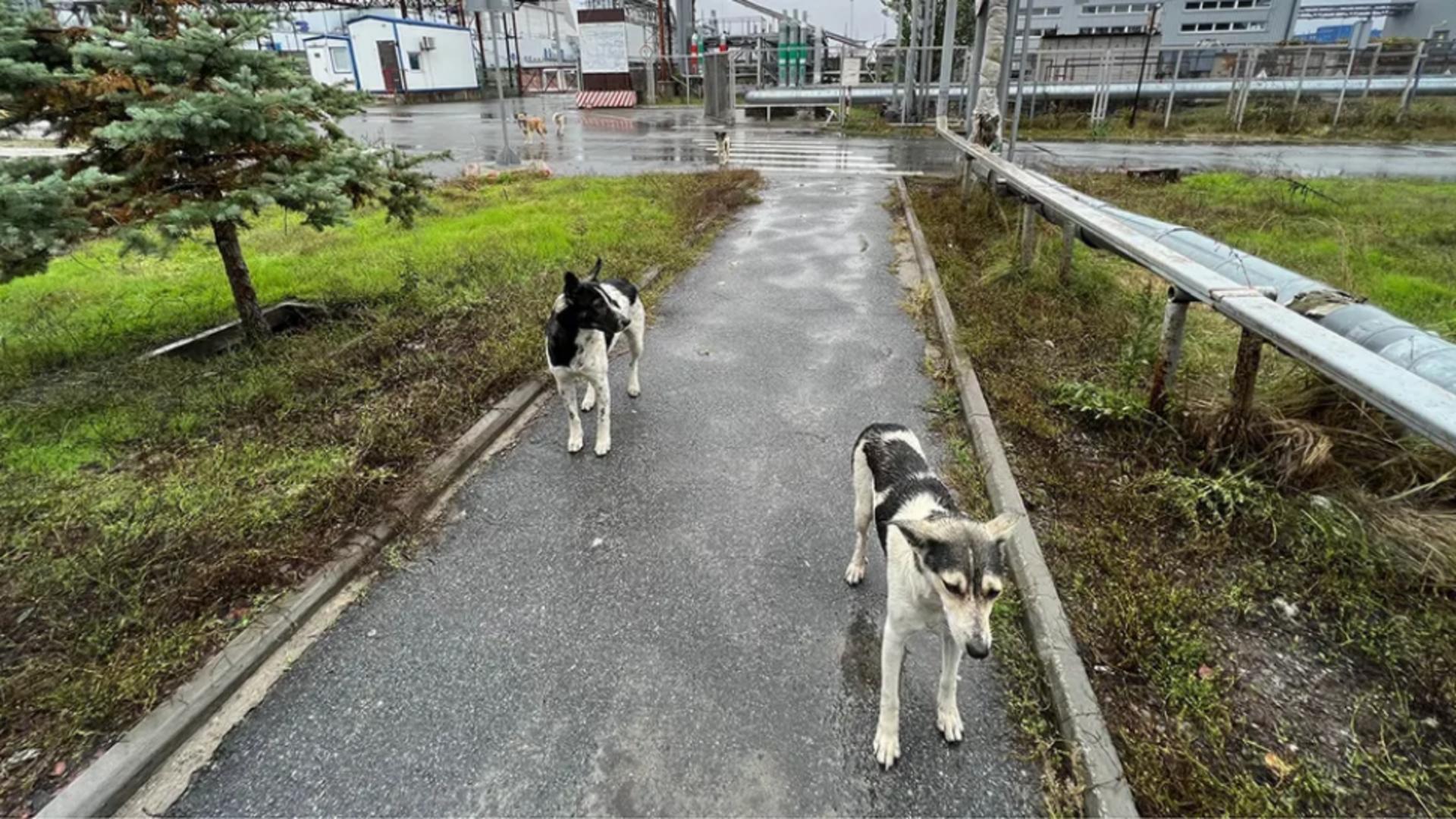 Câini din Chernobîl  (Timothy Mousseau/Clean Futures Fund)