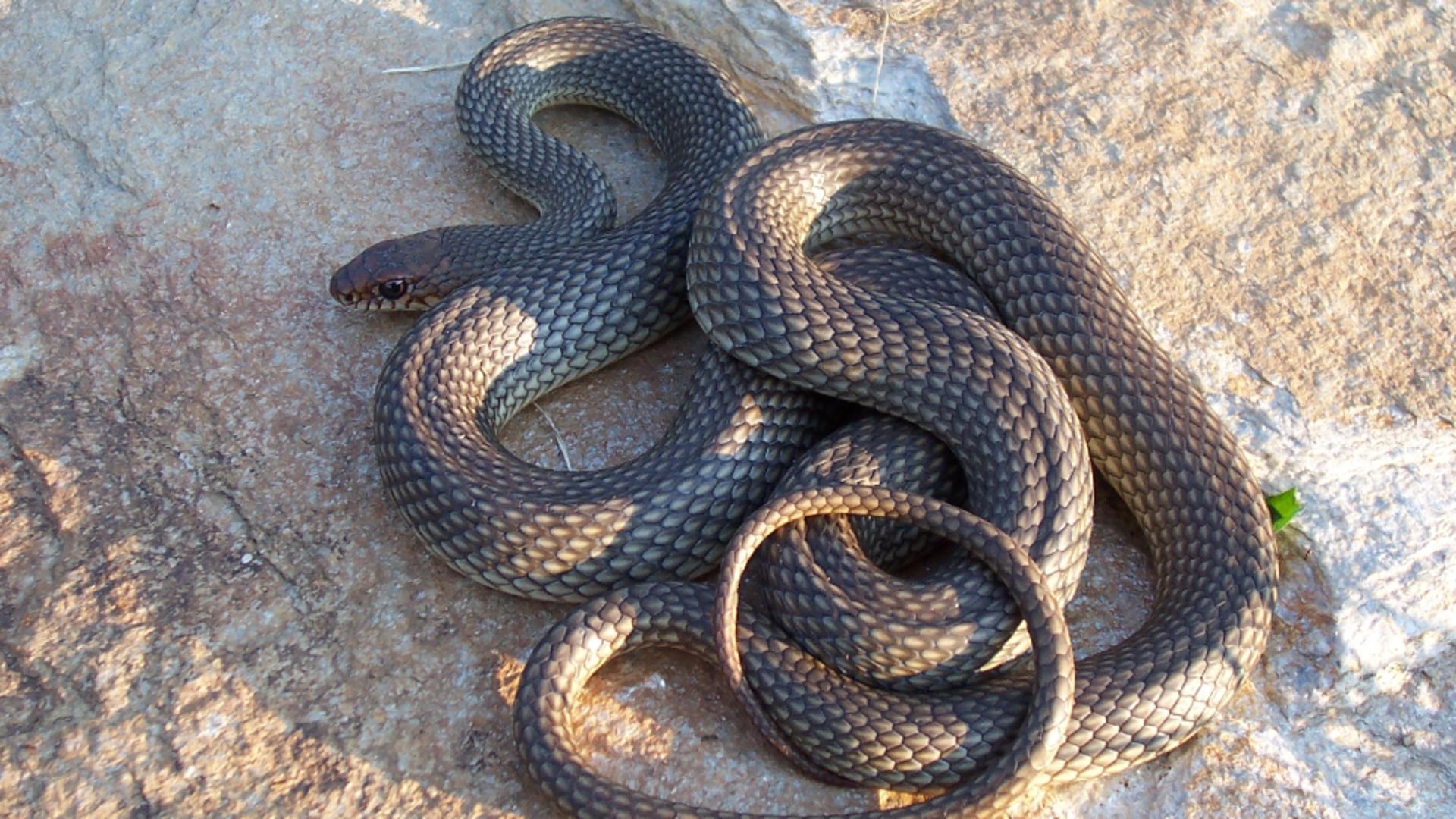Șarpele de stepă (foto Wikipedia)