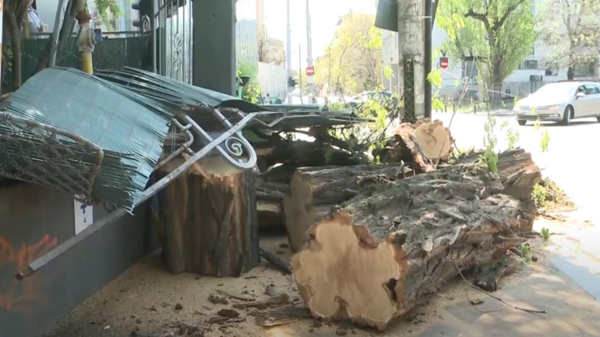 Copacu s-a prăbușit pentru un local. Foto/Realitatea