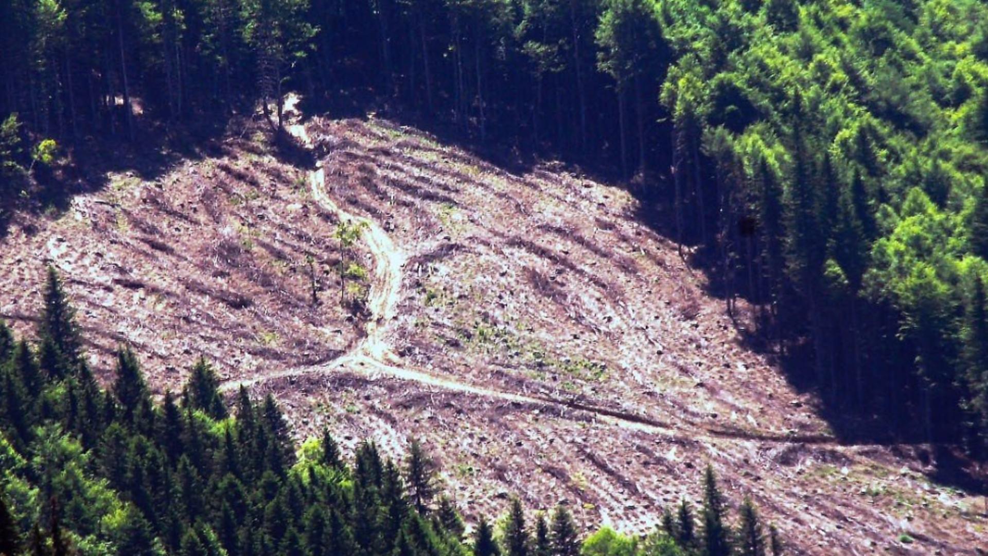 Bruxelles dă LOVITURA de grație MAFIEI lemnului - Condiții drastice impuse companiilor și furnizorilor prin noua lege