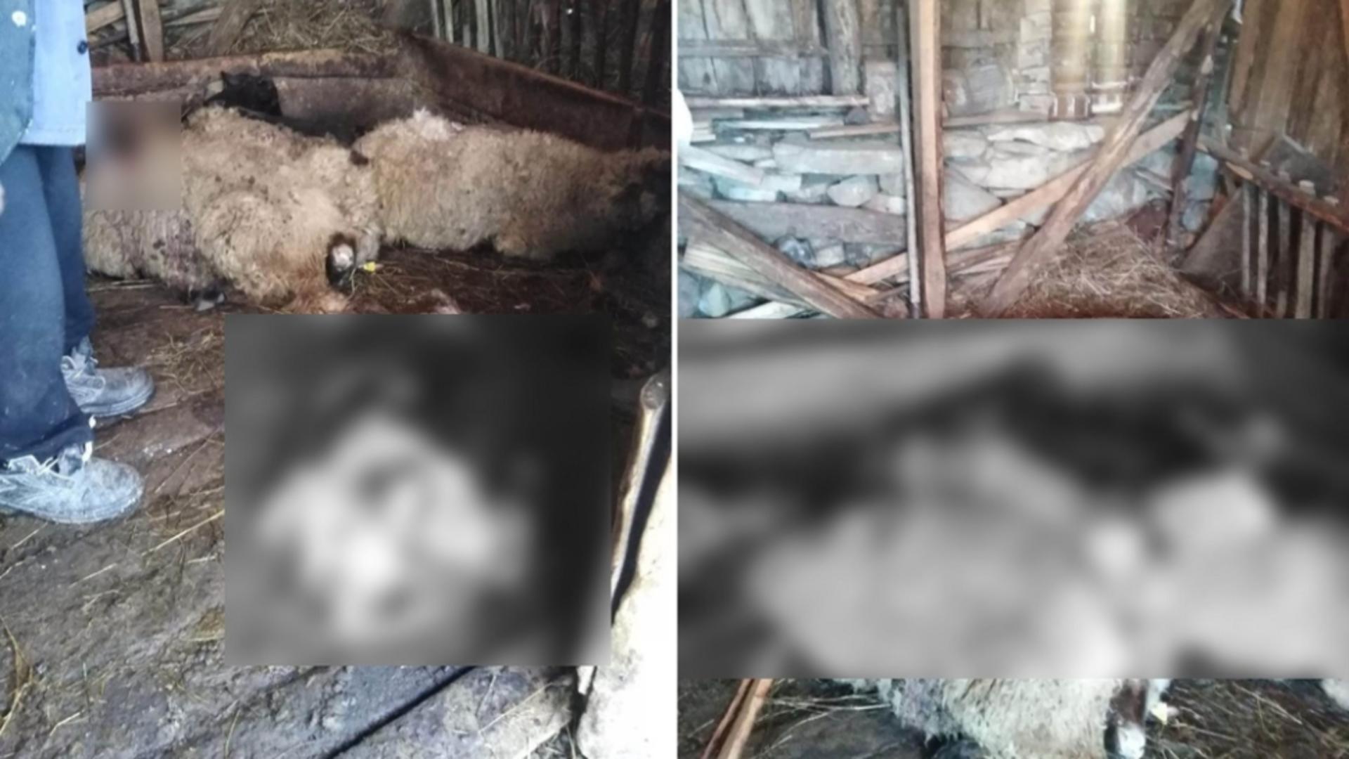 Un urs a făcut prăpăd la o stână din Prahova! A rupt peretele grajdului și a ucis 10 oi