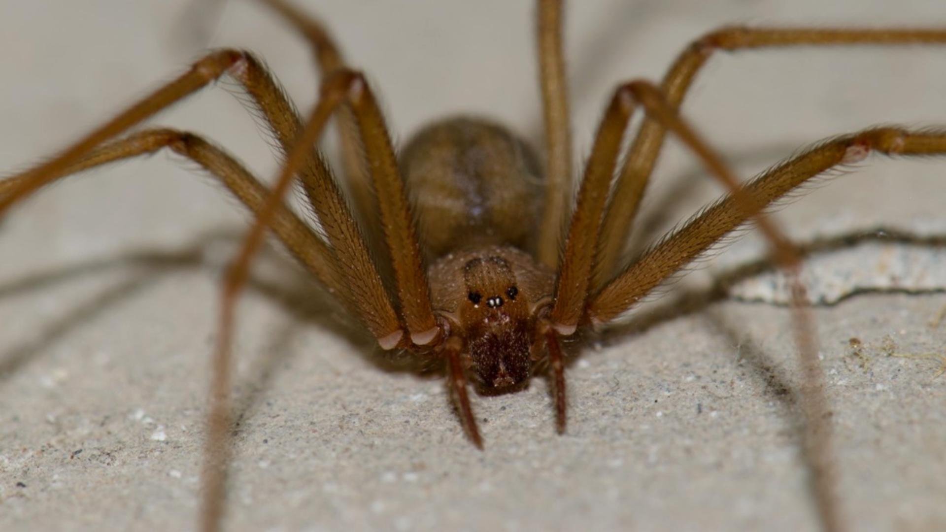 Descoperire de coșmar: Cum a aflat o femeie că găzduia o adevărată colonie de păianjeni veninoși... în ureche - VIDEO
