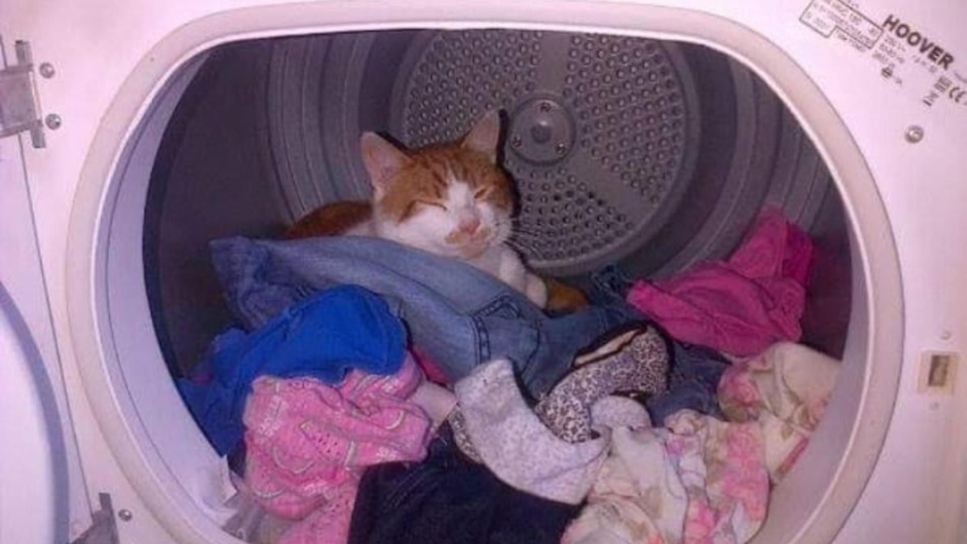 Pisică în mașina de spălat (Profimedia)