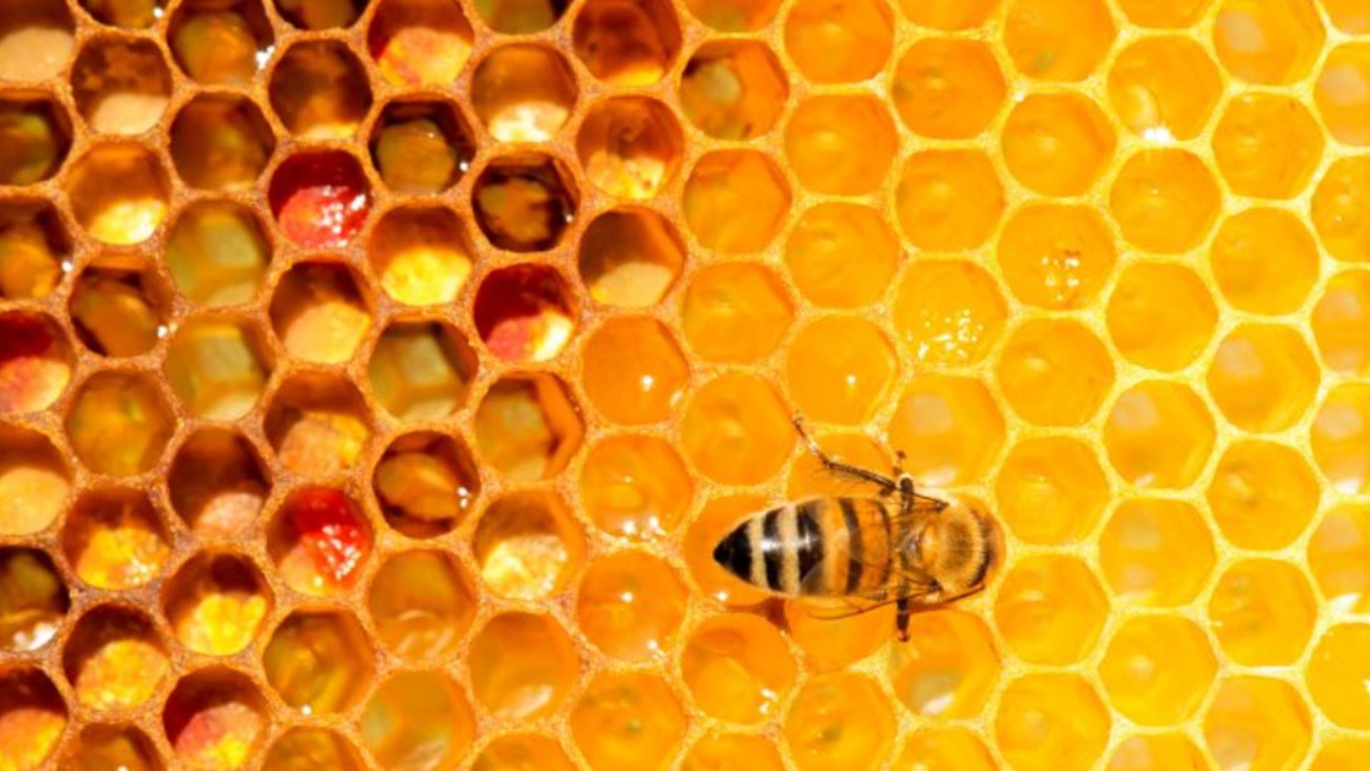 România este lider în UE la stupi de albine, iar apicultorii se plâng că nu au unde să-și vândă mierea după importul masiv din Ucraina