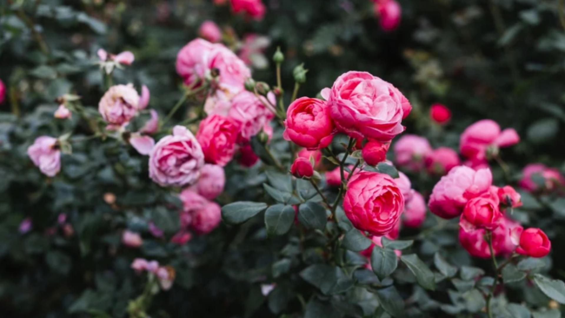 Trandafiri de grădină/ Captură foto