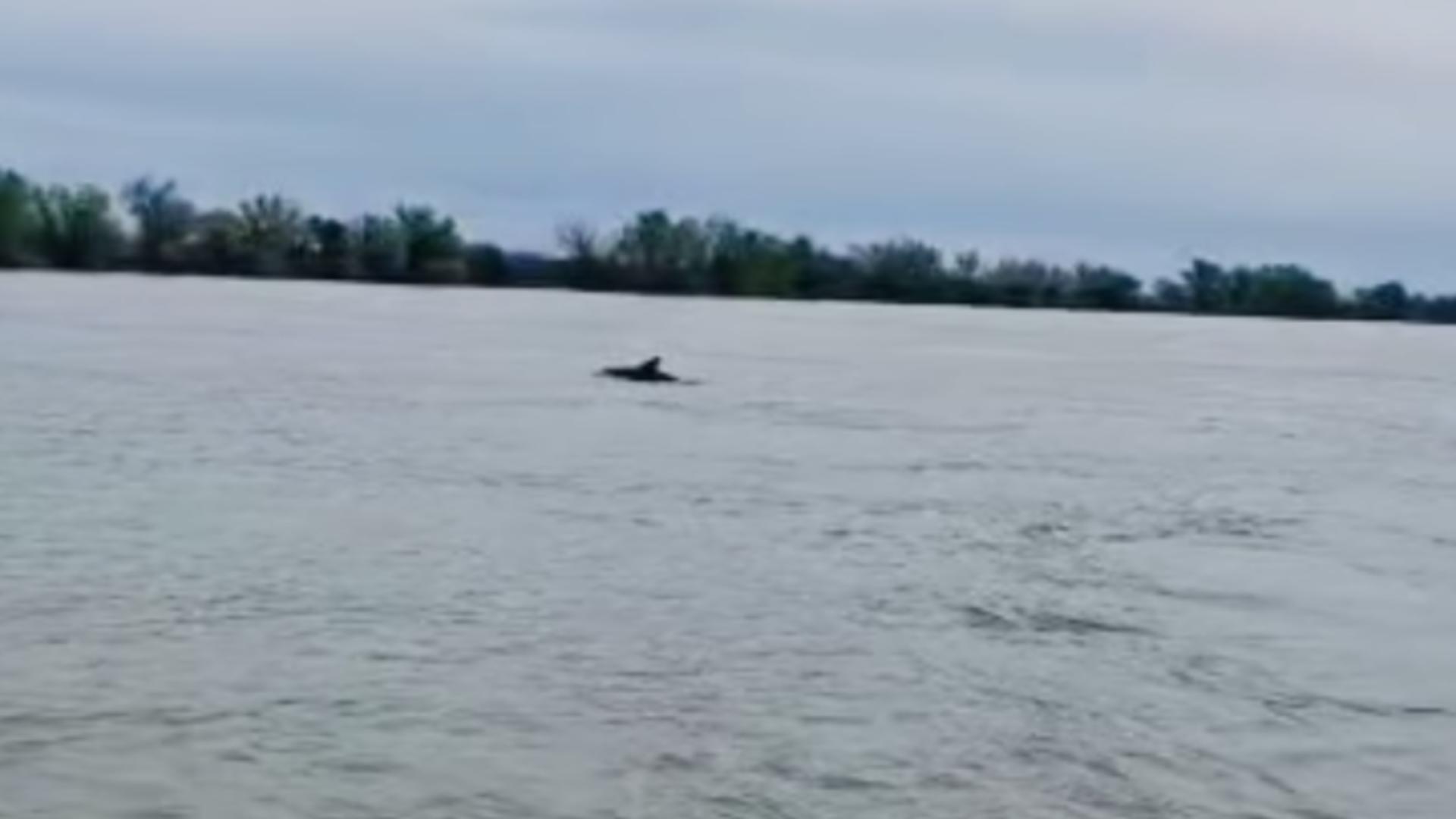 Inedit: Delfinii au ajuns  în Dunăre! VIDEO cu prietenoasele cetacee jucându-se pe brațul Sulina