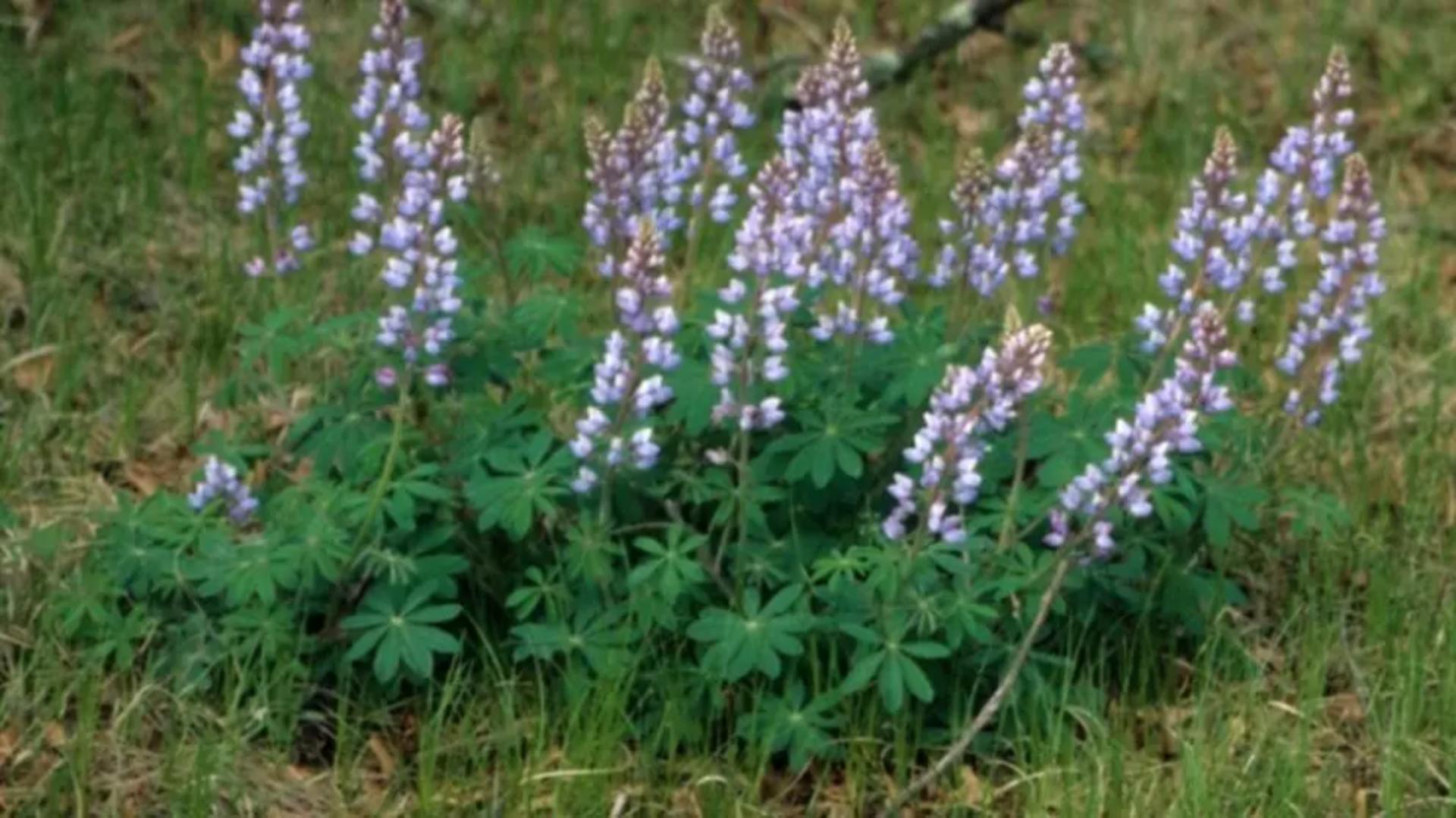 Singura planta care inlocuieste carnea