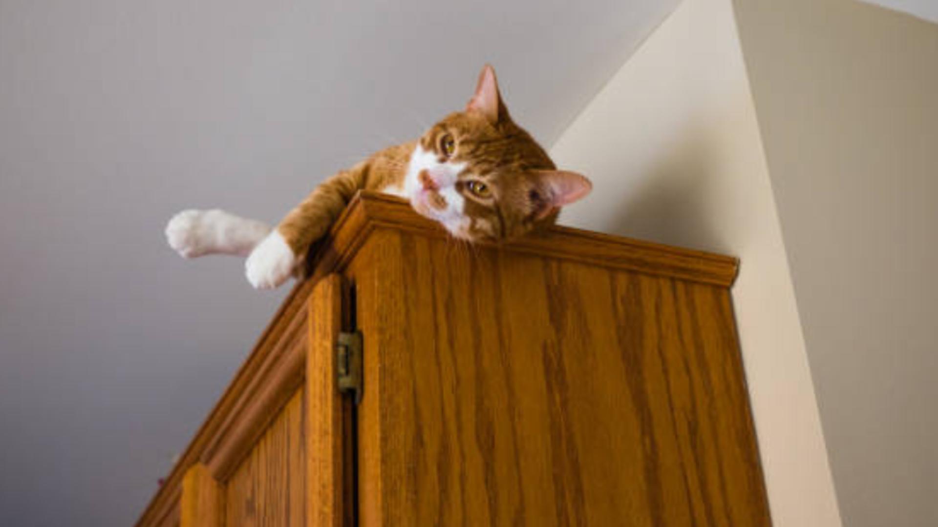 De ce se ascund pisicile în locuri înalte. Motivul nebănuit pentru care găsești felina pe șifonier sau pe cel mai înalt dulap din casă