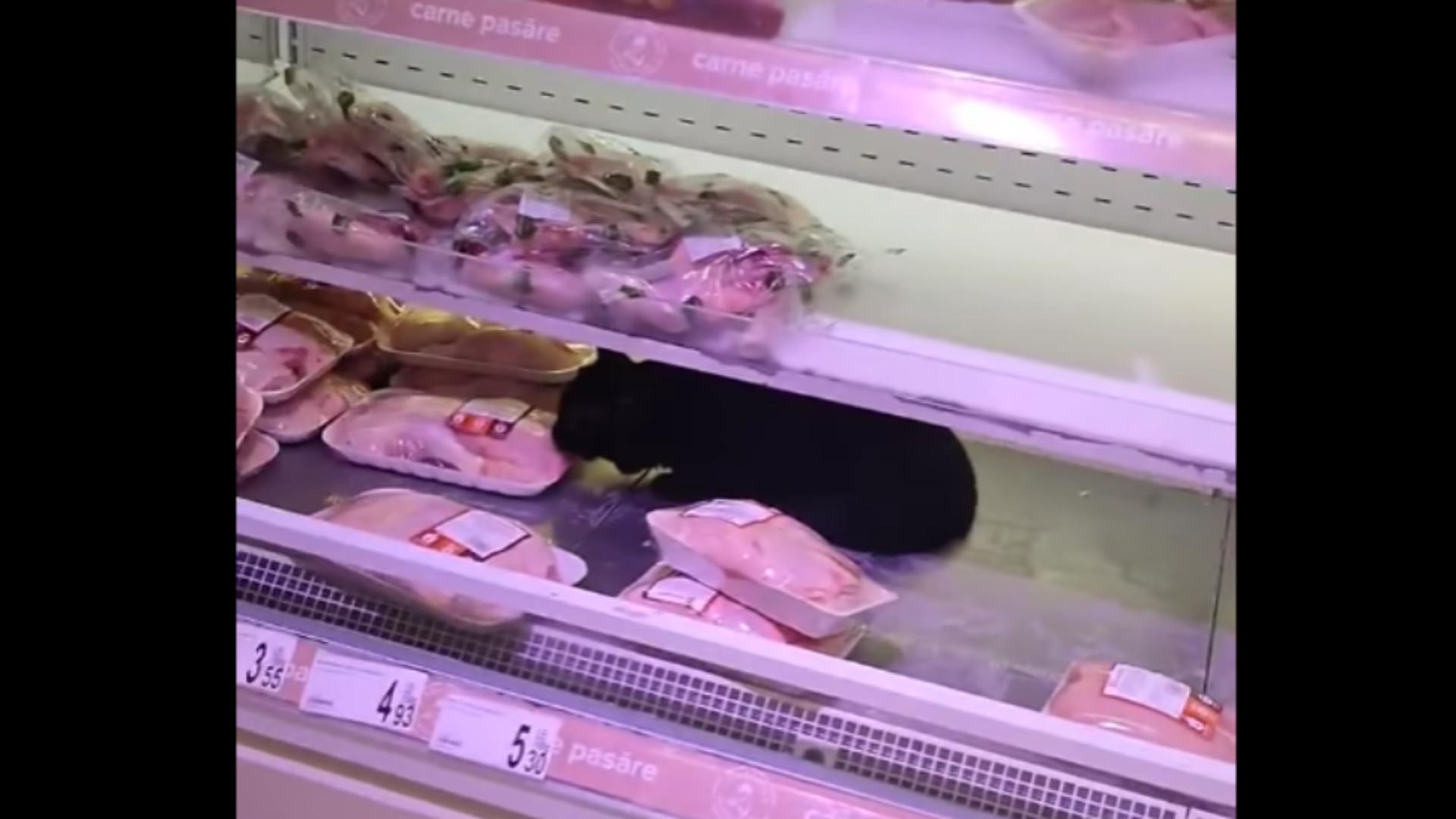 Incredibil: O pisică se delectează dintr-o caserolă cu carne, direct pe raftul unui magazin din București! VIDEO