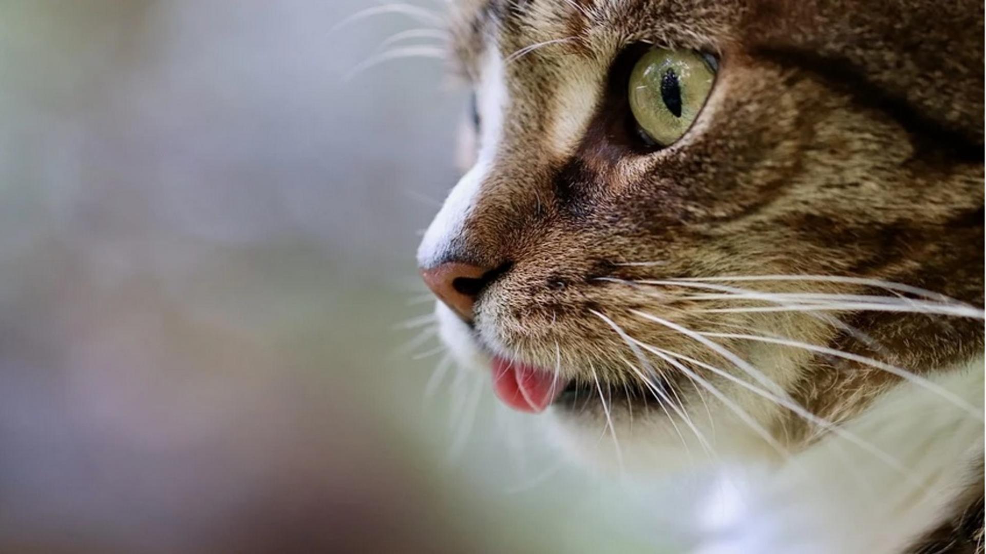 De unde provine expresia „ți-a mâncat pisica limba”. Foto/Arhivă