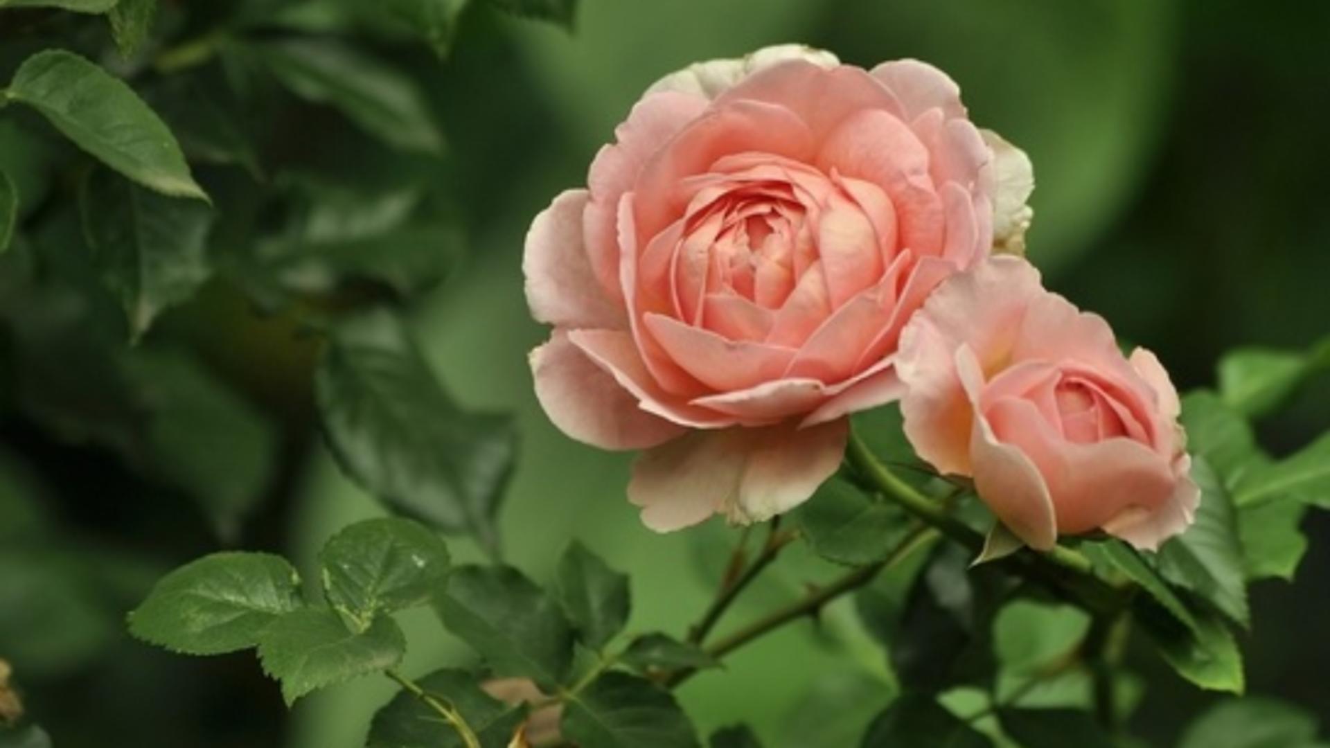 De ce lipesc frunzele la trandafiri - tratamentul ieftin care garantează înflorirea totală