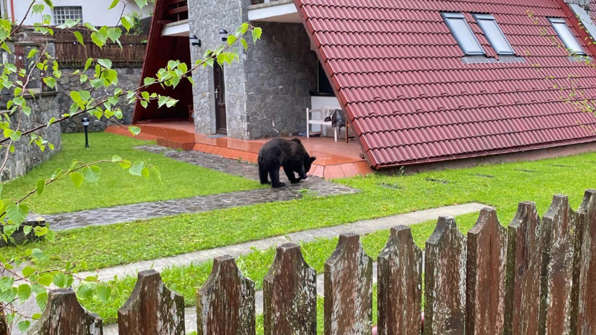 Urs surprins în curtea unui locuitor din Ditrău, Harghita. Foto/Arhivă