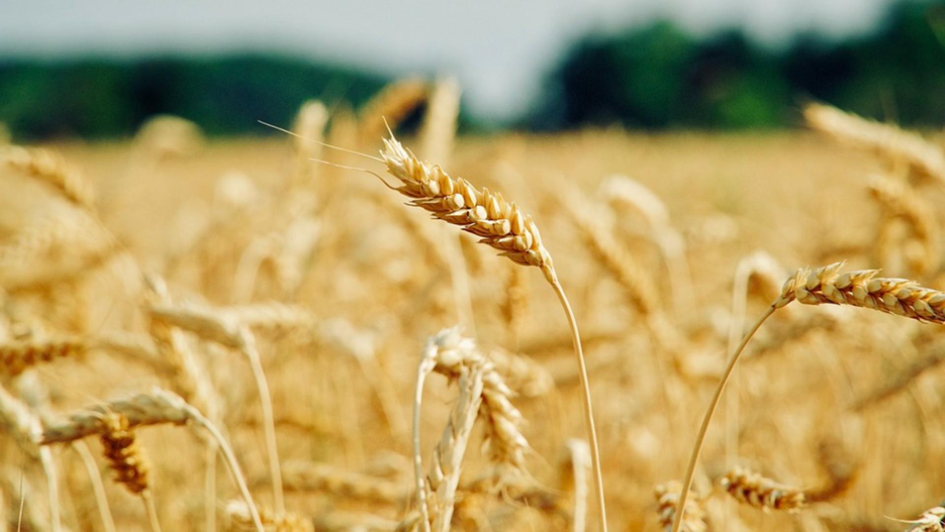 Răsturnare de situație în scandalul cerealelor ucrainene: Statele din Europa de Est cer UE să corecteze reglementările