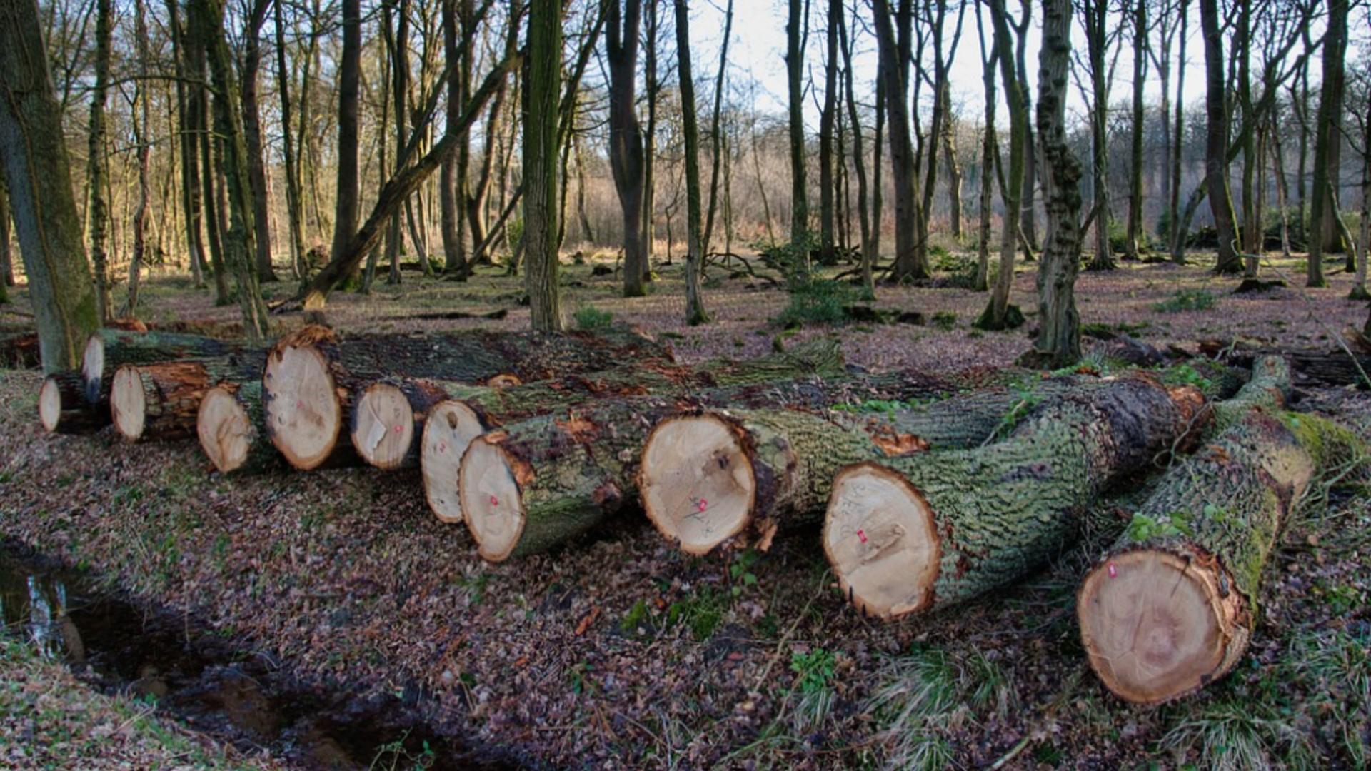 Topul celor mai vânate păduri de către hoții de lemne. Cifrele care arată dezastrul lăsat în urmă de defrișările ilegale din România