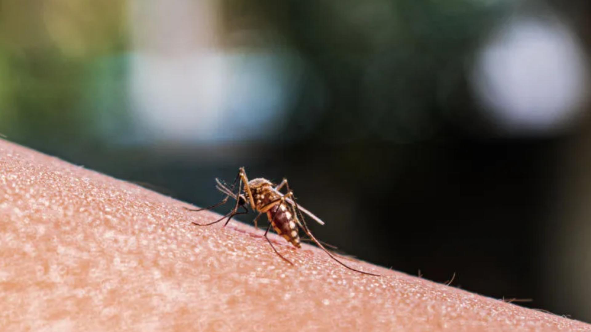 MALARIA declanșează alerta sanitară în SUA, după 20 de ani - Cum se transmite și ce simptome are boala mortală