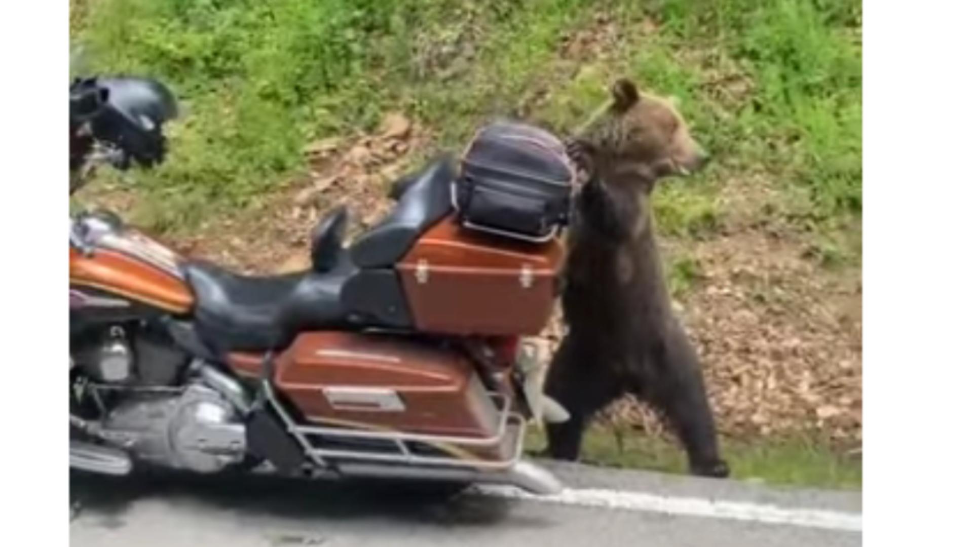 Motocicleta unui turist străin, doborâtă de o ursoaică, în căutare de hrană/ Captură Youtube