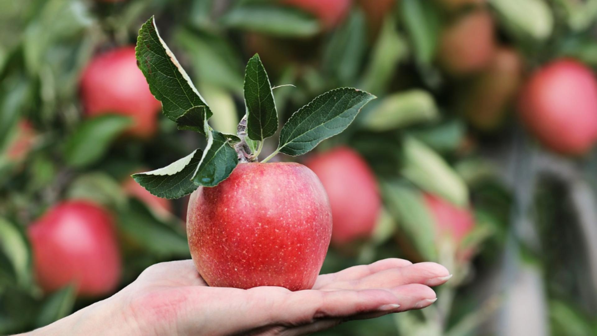 Patria merelor a ajuns la mâna importului polonez. Producția locală din Voinești, mai mică în fiecare an