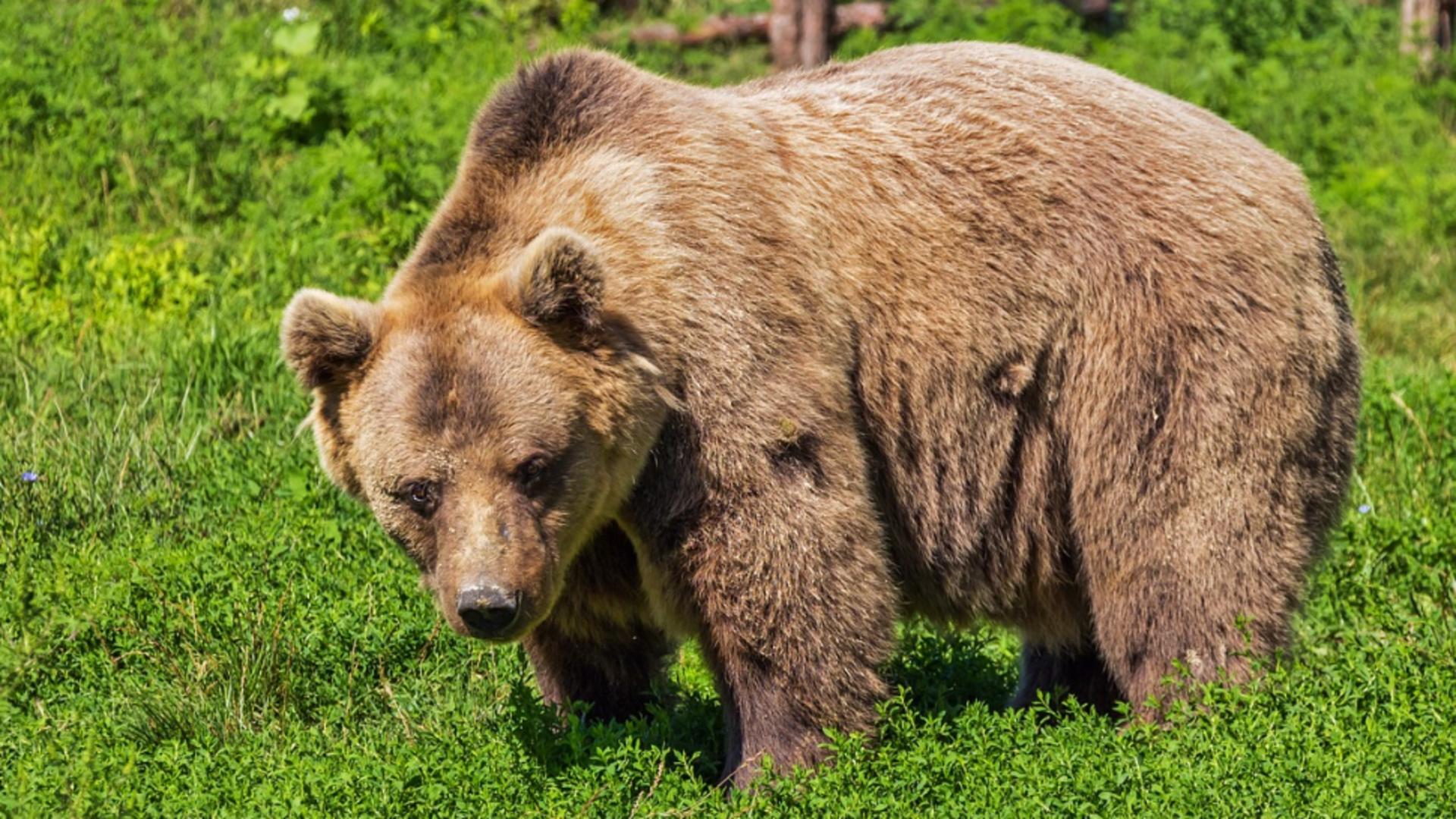 Un urs prins în capcană la Milova a fost tranchilizat pentru a putea fi eliberat. FOTO cu operațiunea de salvare