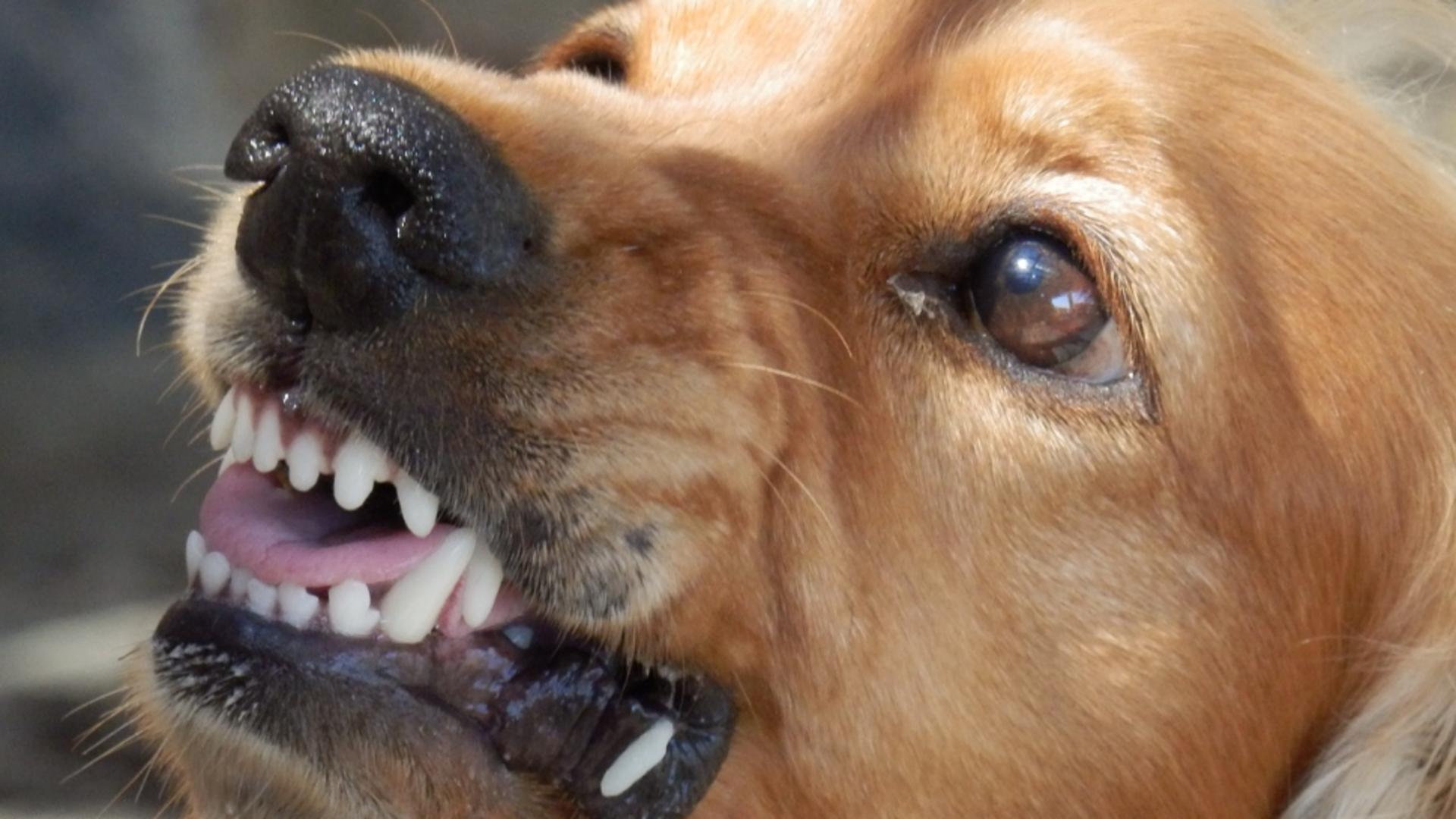 Avertismentul veterinarilor: Câinii devin mai agresivi în zilele de vară. Studiul care demonstrează efectul căldurii asupra caninelor