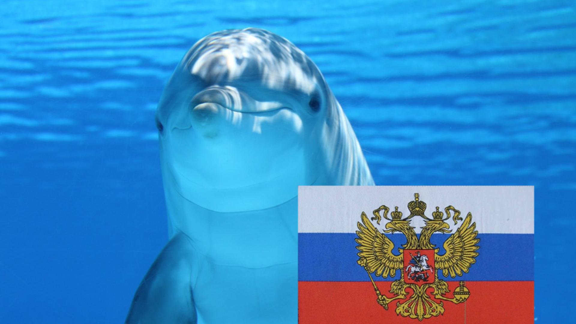 Rusia și-a dublat numărul de delfini militari. La ce intenționează Kremlinul să le folosească pe simpaticele mamifere marine