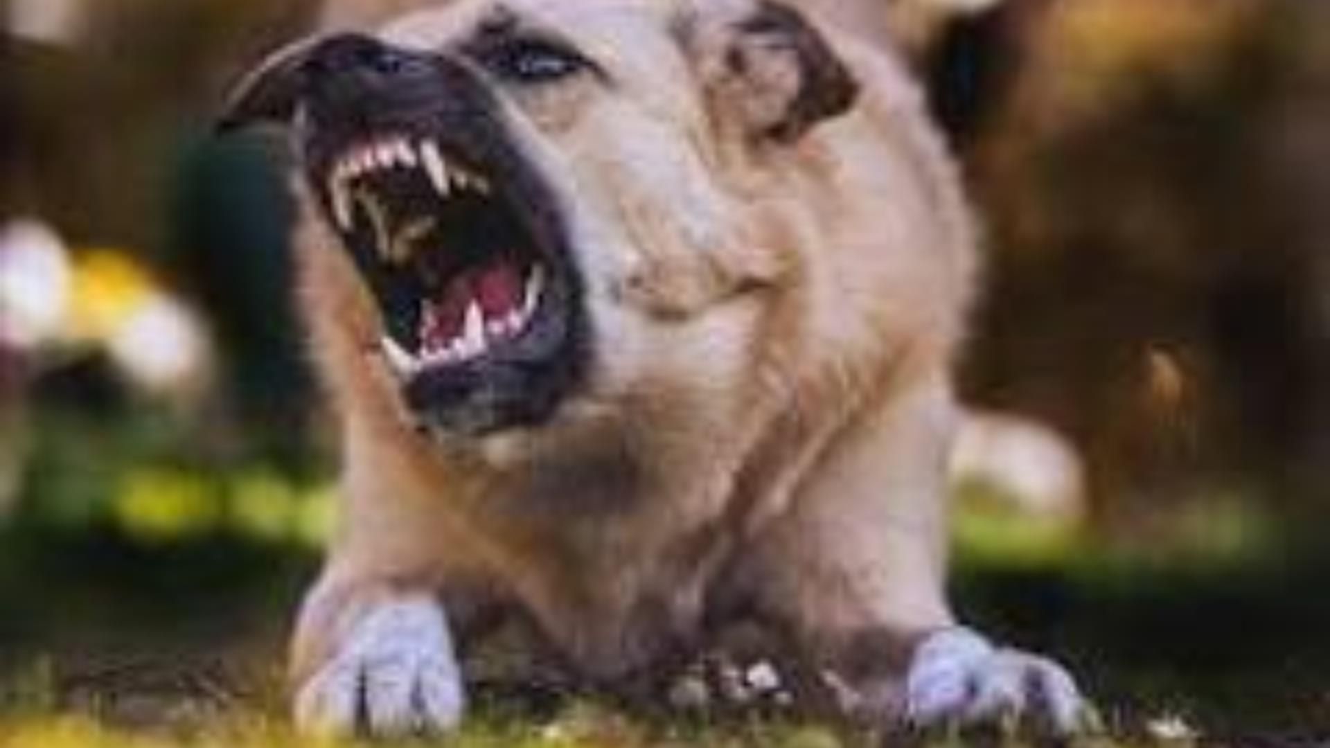 Câine agresiv - imagine de arhivă