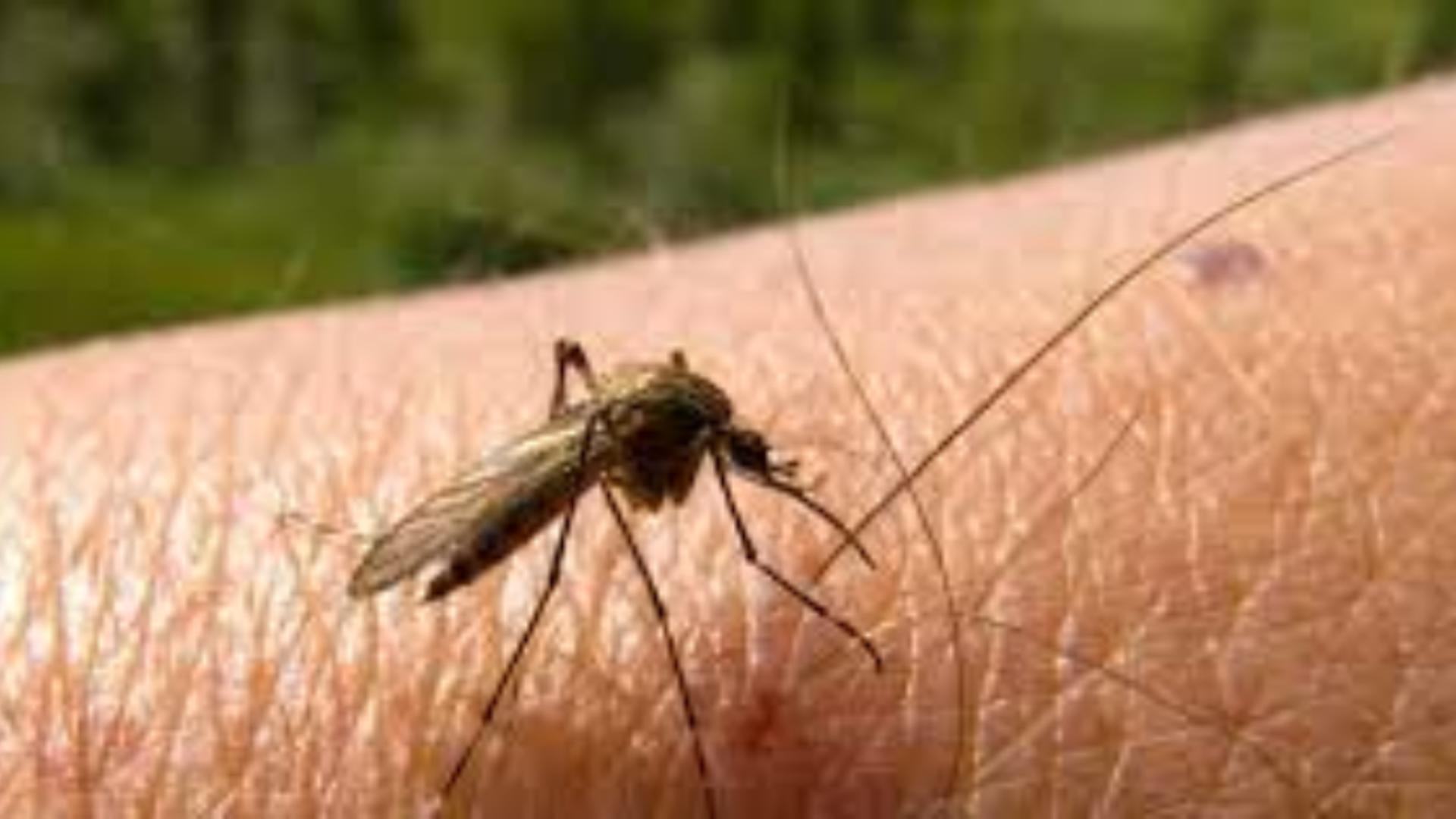 Pericolul verii. Riscul de boli transmise de ţânţari, în creştere în Europa- STUDIU