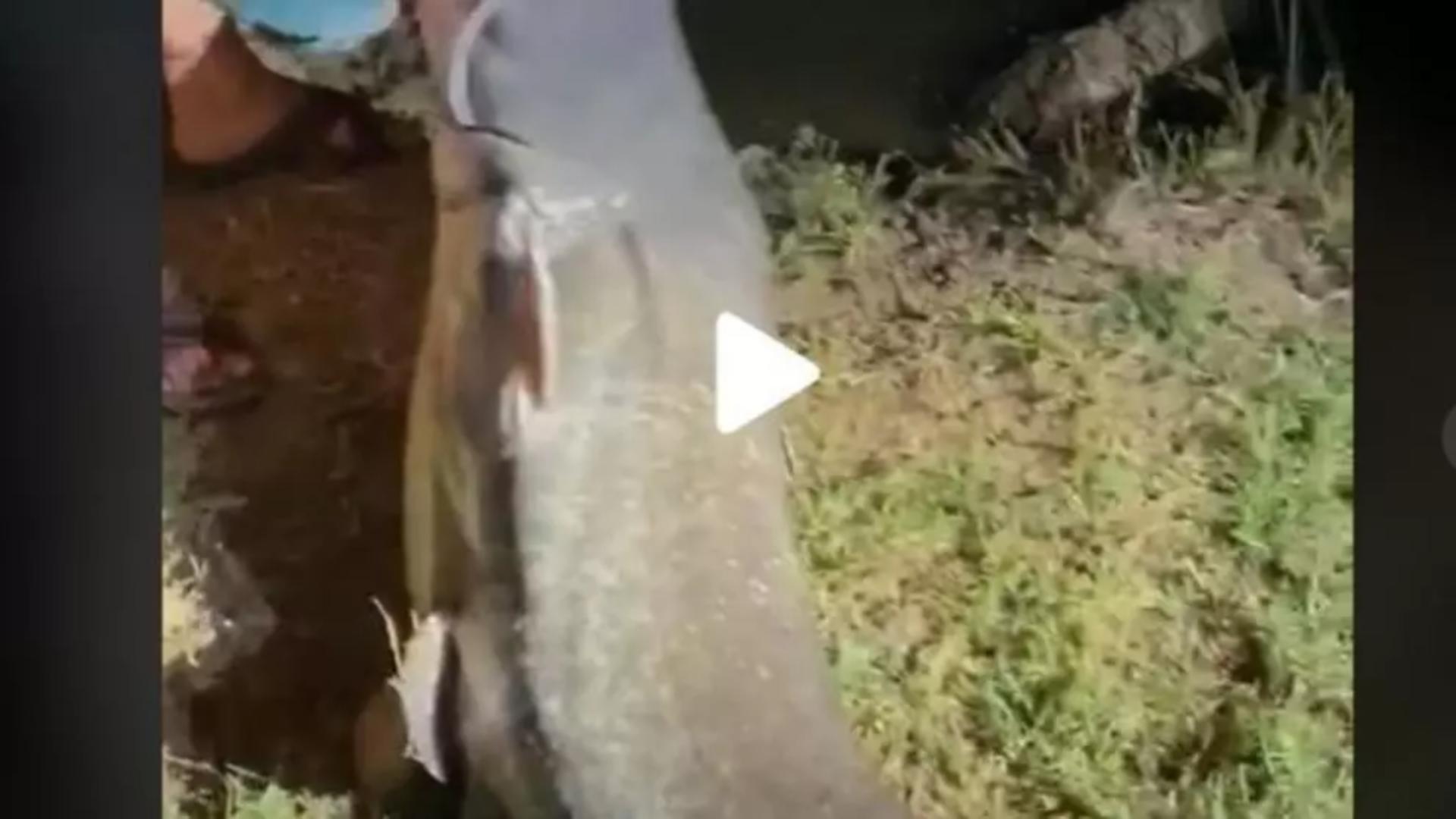 VIDEO – Monstrul găsit de un pescar român – Ce a făcut cu el i-a impresionat pe internauți: “Dacă nu filmai nu te credeam”