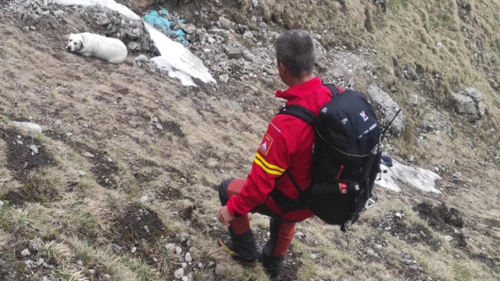  Intervenție pentru salvarea unui câine de companie, căzut aproape 200 de metri într-o prăpastie din Bucegi 