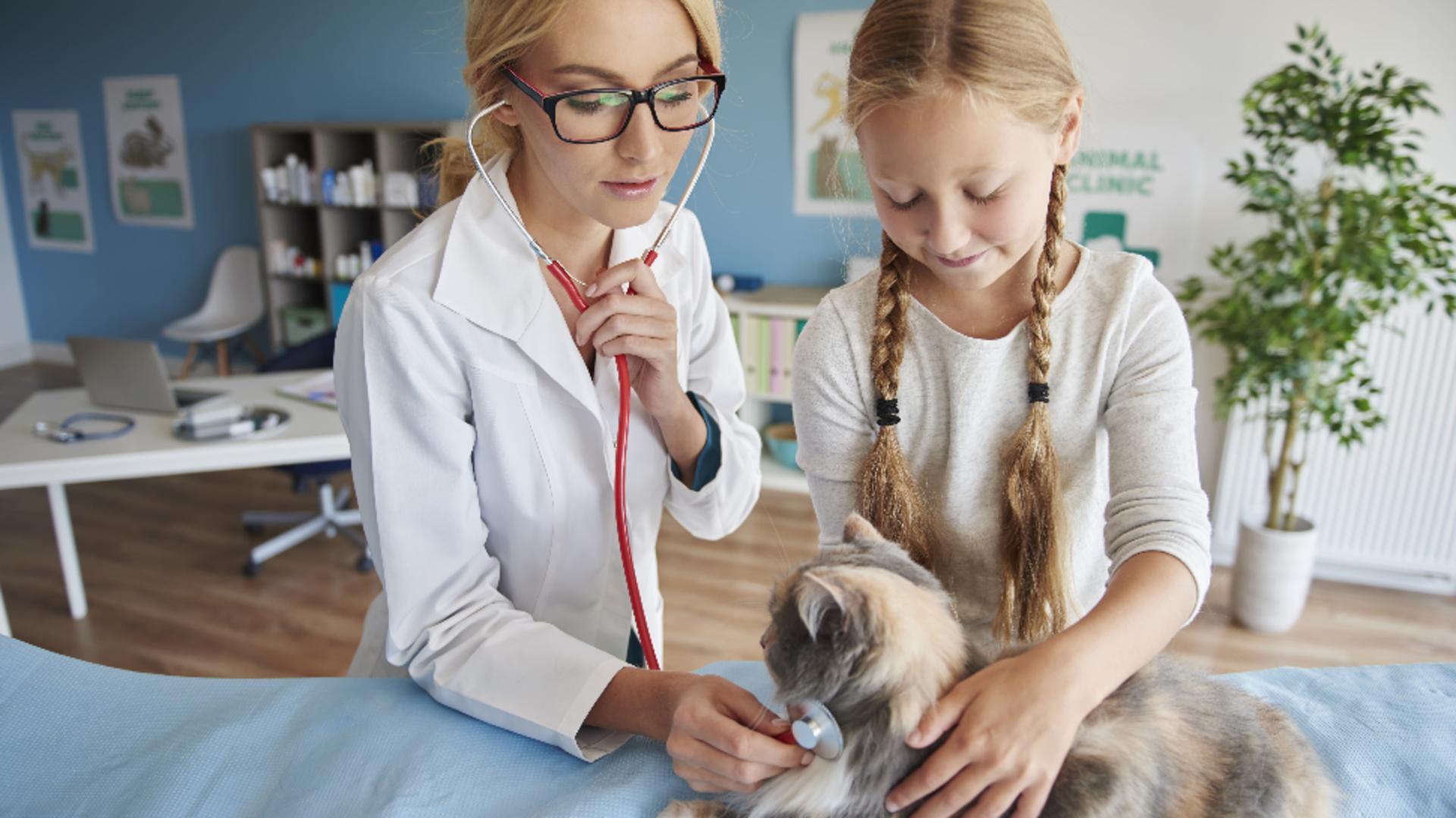 Pisica ta e în călduri? Iată tot ce trebuie să știi despre această perioadă, de la un cabinet veterinar din Suceava