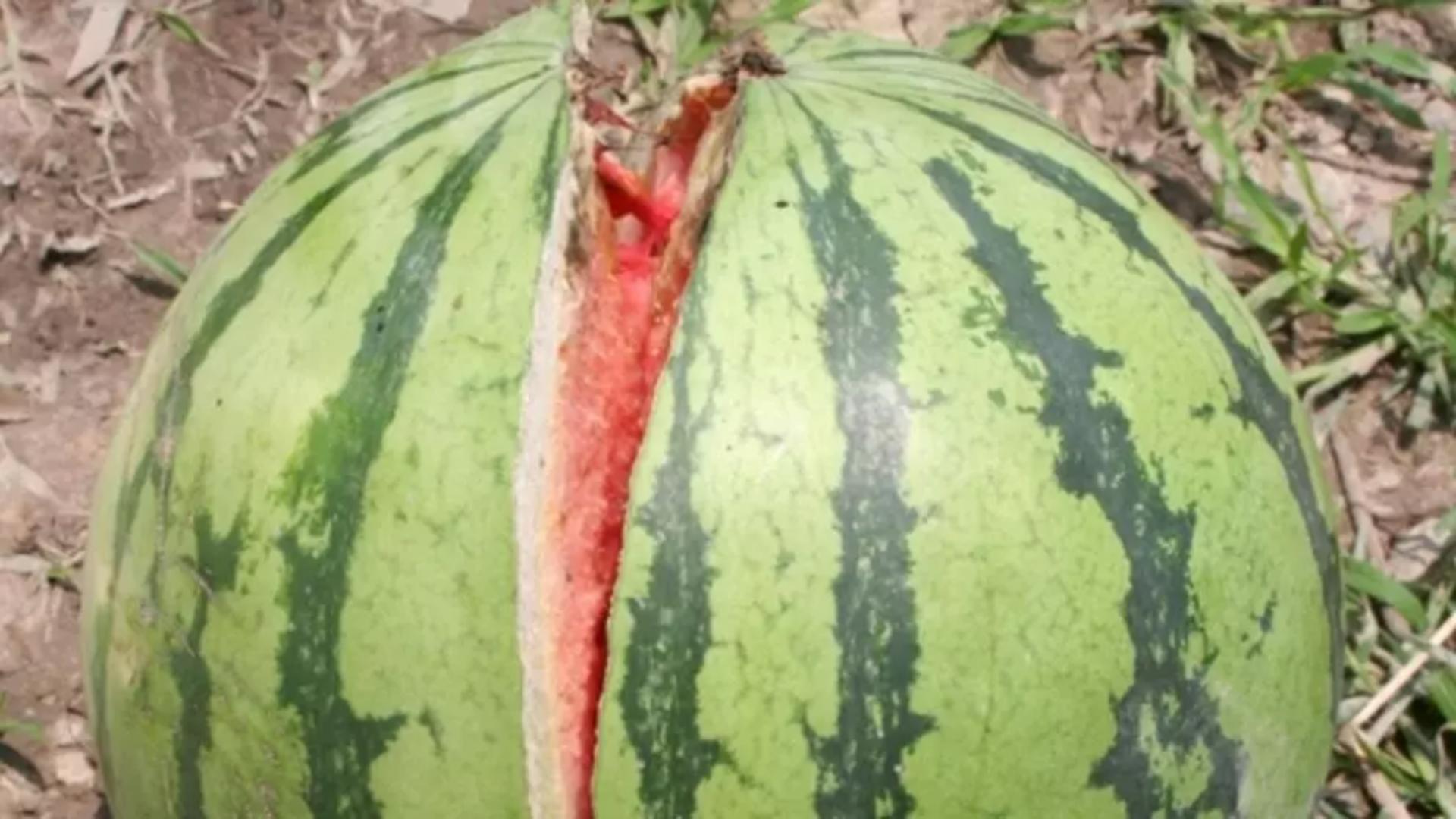 VIDEO – A crăpat pepenele și se auzea un zgomot ciudat din interior – Ce a ieșit din interior – Imaginile au devenit virale instant