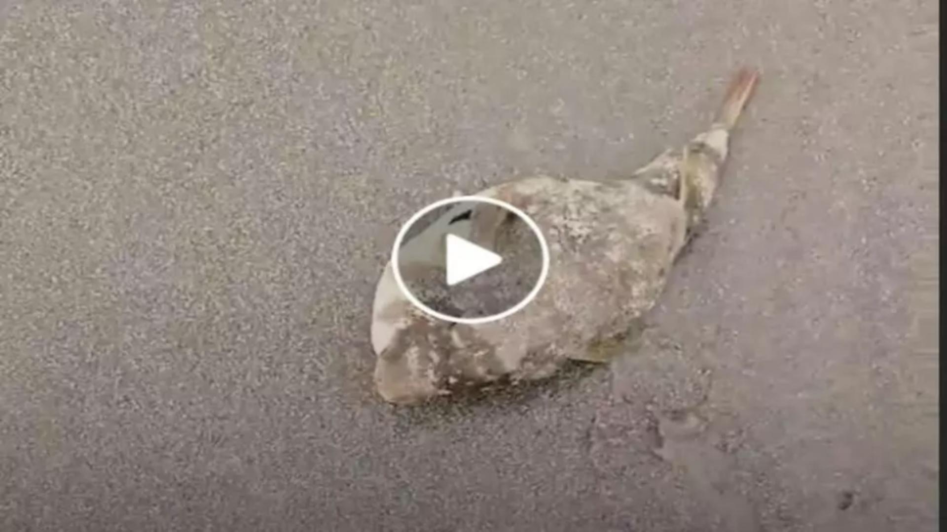 VIDEO – Un turist care se plimba pe plajă a văzut ceva ciudat în nisip. A scos telefonul și a filmat. Ulterior a aflat că și-a pus viața în pericol