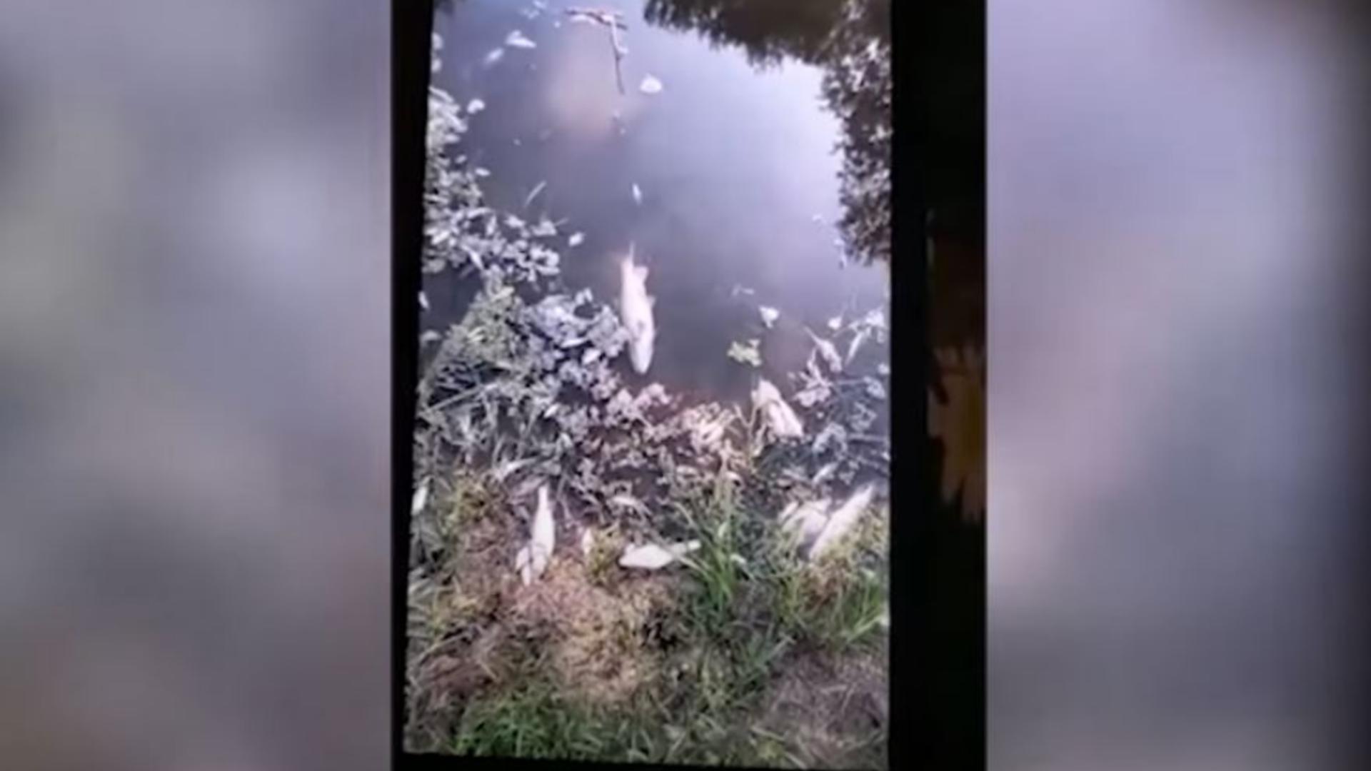 Sute de pești morți au fost descoperiți pe râul Bârlad, în zona Bârlad – Tutova. Foto/Captură video