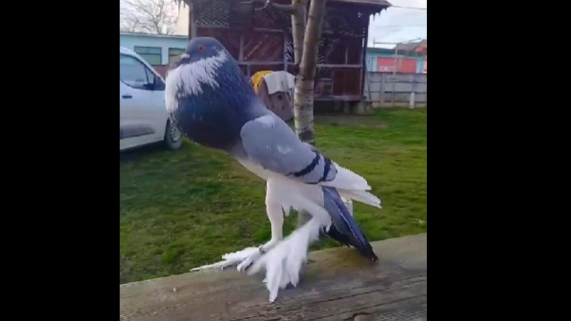Un porumbel cu pieptul umflat și picioare anormal de lungi a devenit vedeta internetului. Toți îl numesc „mutantul”. VIDEO
