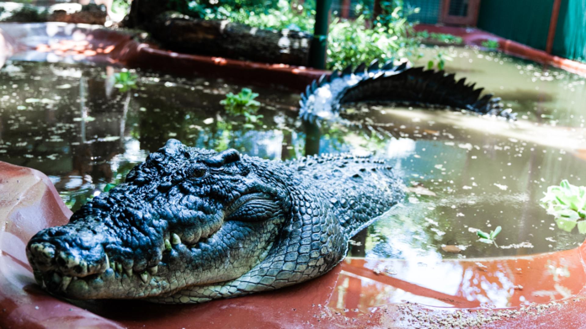 Cel mai mare crocodil captiv din lume împlinește 120 de ani. Oamenii de știință sunt uimiți