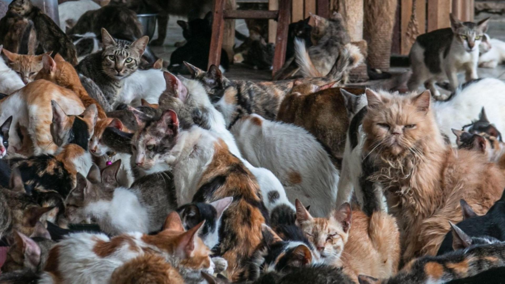 Zeci de pisici au fost infestate cu gripă aviară, este alertă veterinară