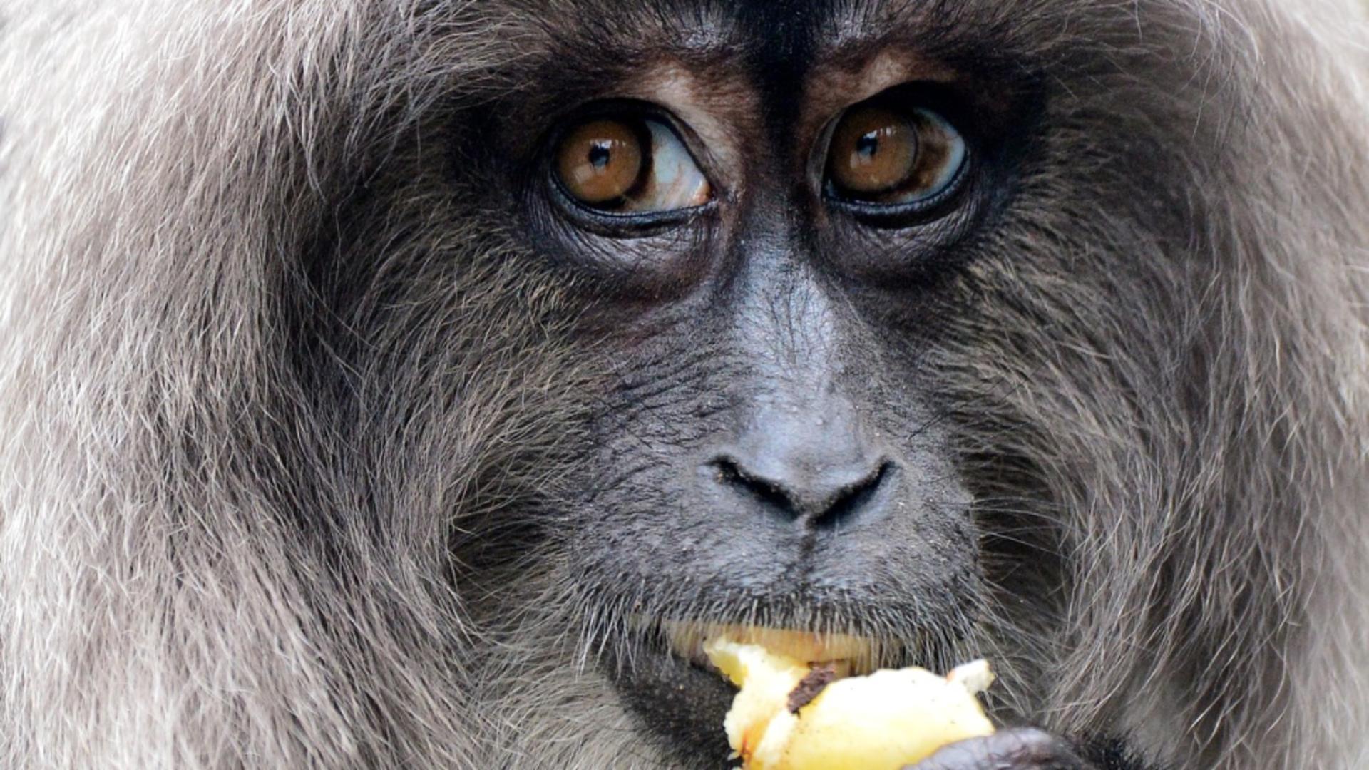 Dacă am evoluat din maimuțe, de ce mai există maimuțe? Ce este greșit în întrebare