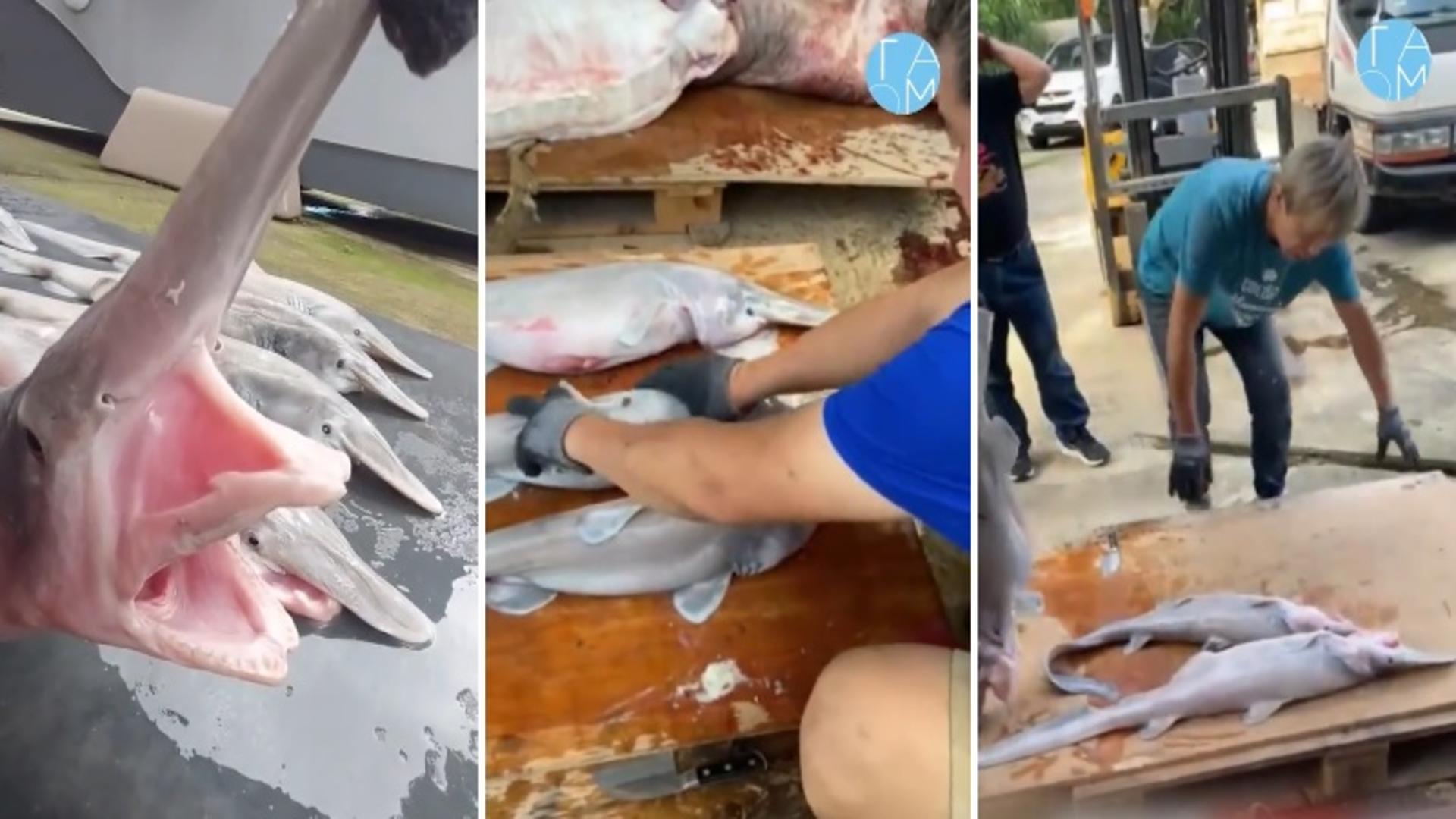 Creatură bizară de peste 800 de kg, capturată de pescari. Scene șocante, în barcă: ce a făcut bestia – totul a fost filmat. VIDEO