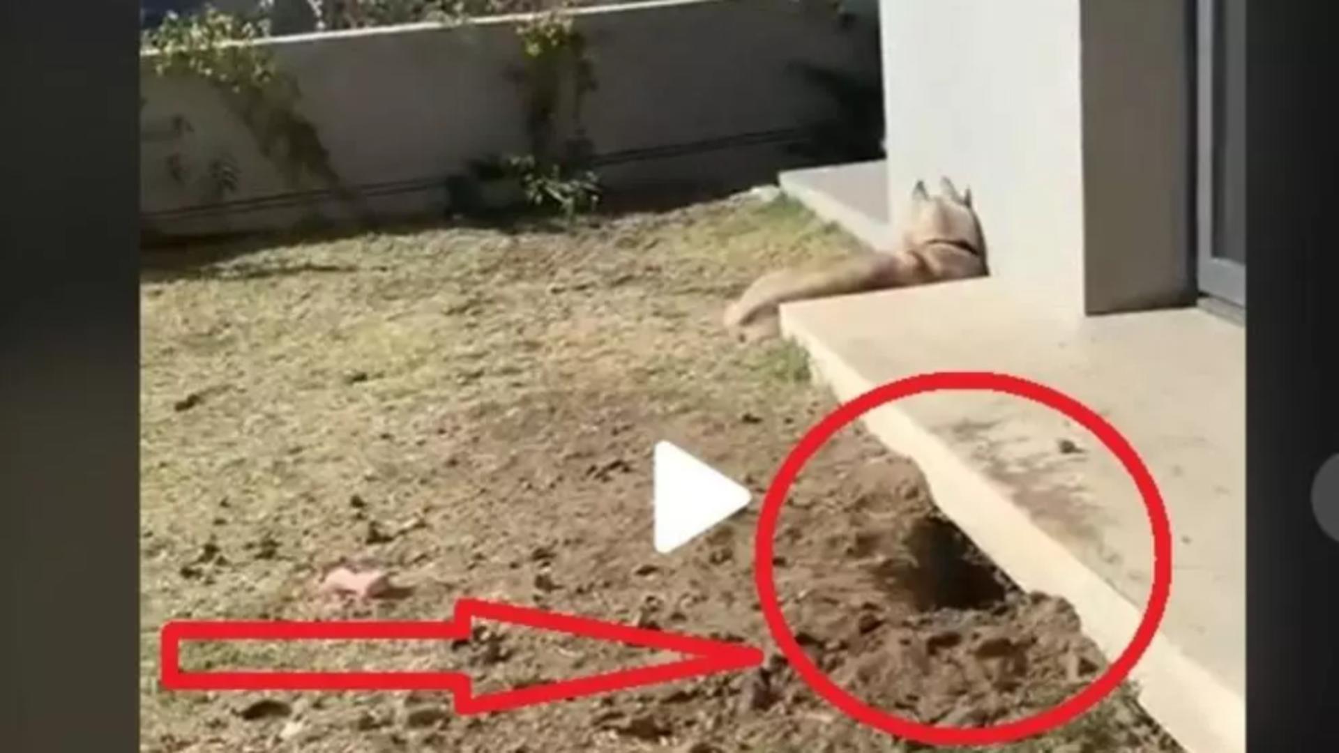 VIDEO – Proprietarul unei case a auzit zgomote buternice de sub locuința sa – A ieșit repede afară, a văzut o groapă și început să filmeze