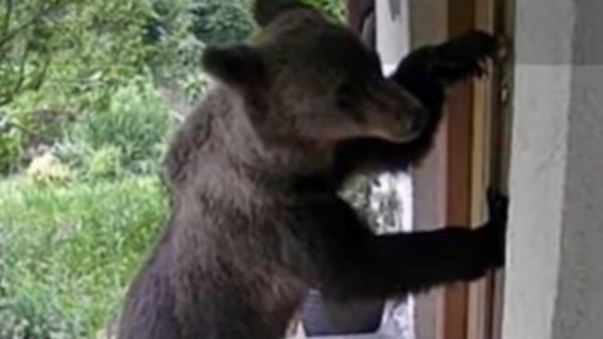 O familie din Brașov s-a trezit cu ursul în fața casei: „A încercat ușa” – FOTO
