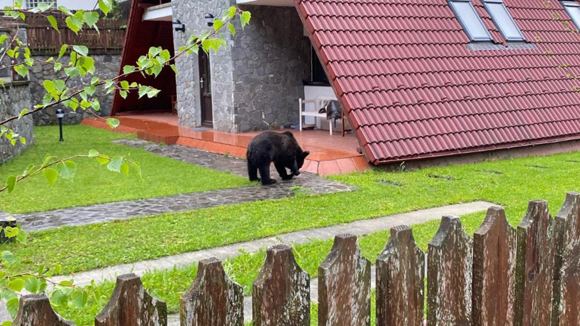 Urs surprins în curtea unui locuitor din Sinaia. Foto/Arhivă