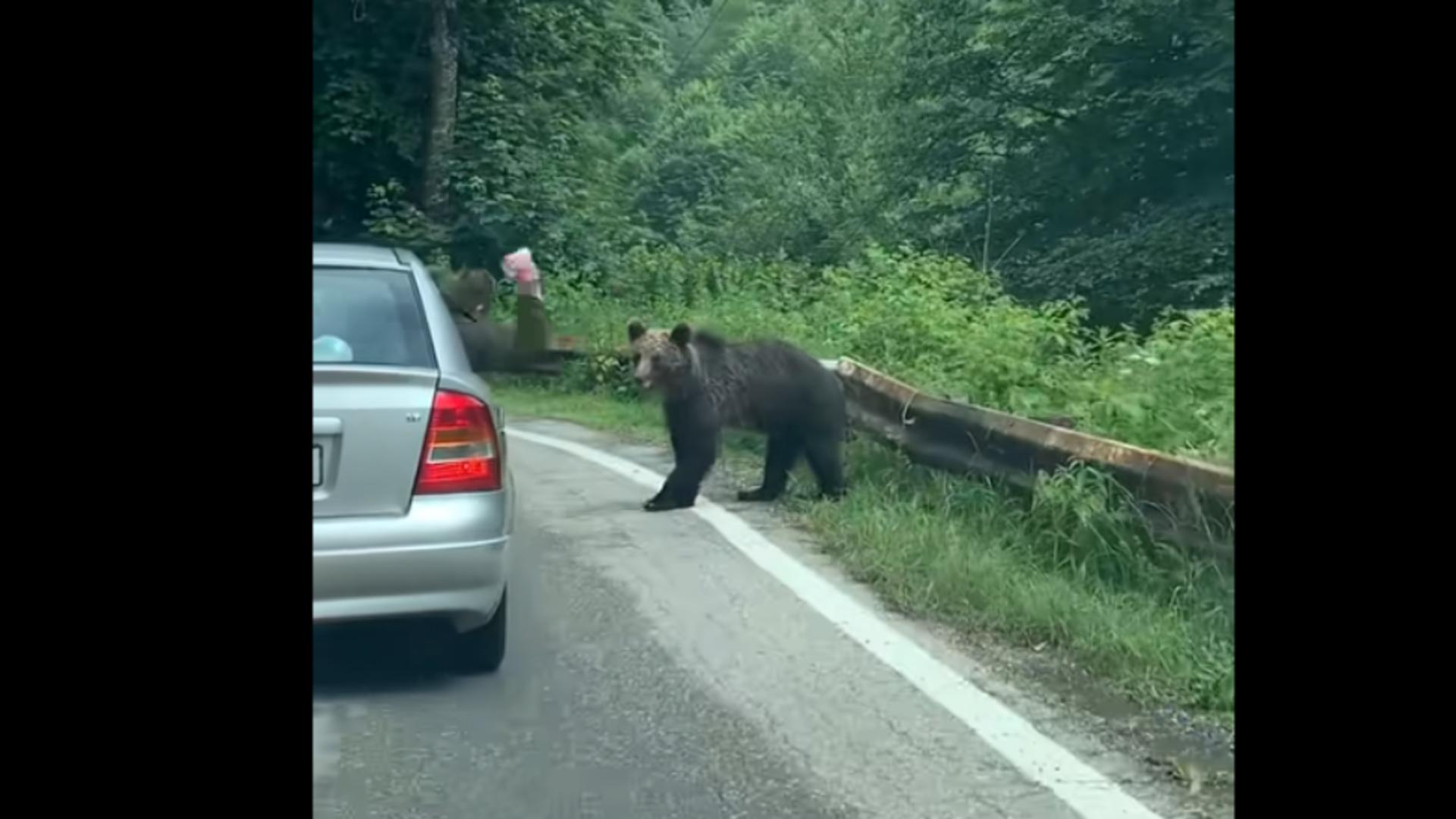 Urs atacat pe Transfăgărășan de pasagerul unui autoturism. VIDEO cu momentul agresiunii