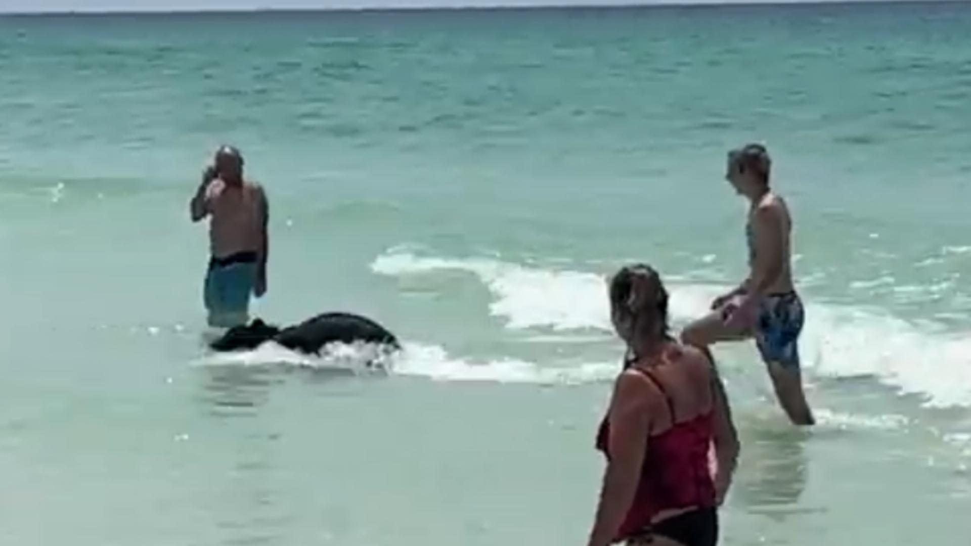Un urs a înotat în ocean printre oameni. Apoi s-a plimbat pe plajă printre turiștii amuzați de prezență. VIDEO